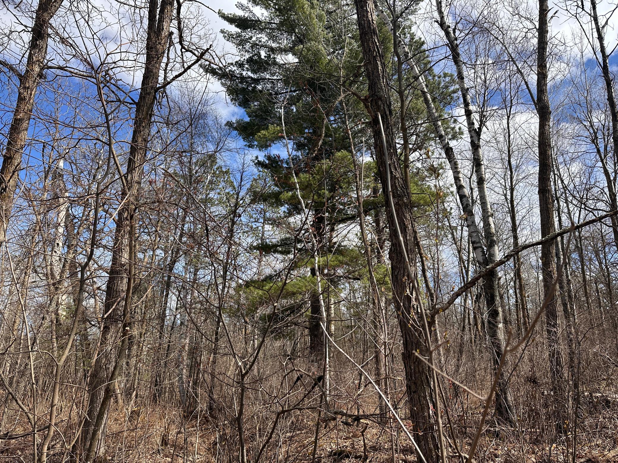 land for sale at TBD Bass Lake Road in Osage, MN (photo 17 of 30)