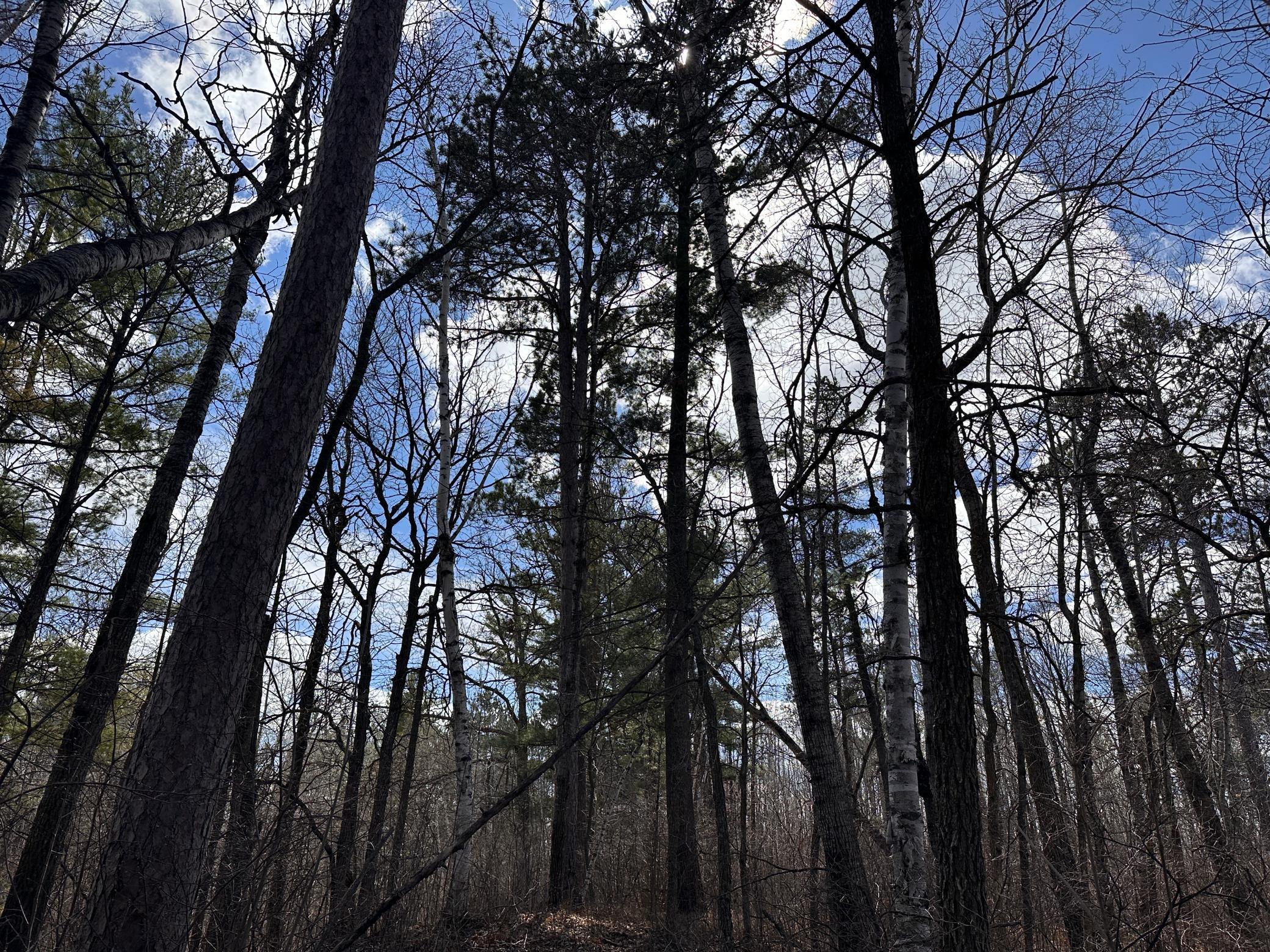 land for sale at TBD Bass Lake Road in Osage, MN (photo 18 of 30)