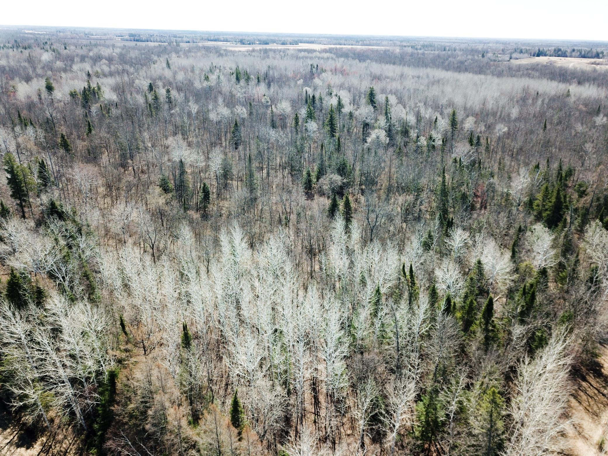 TBD Cormorant Road NE, Kelliher MN 56650 - Photo 15 of 76