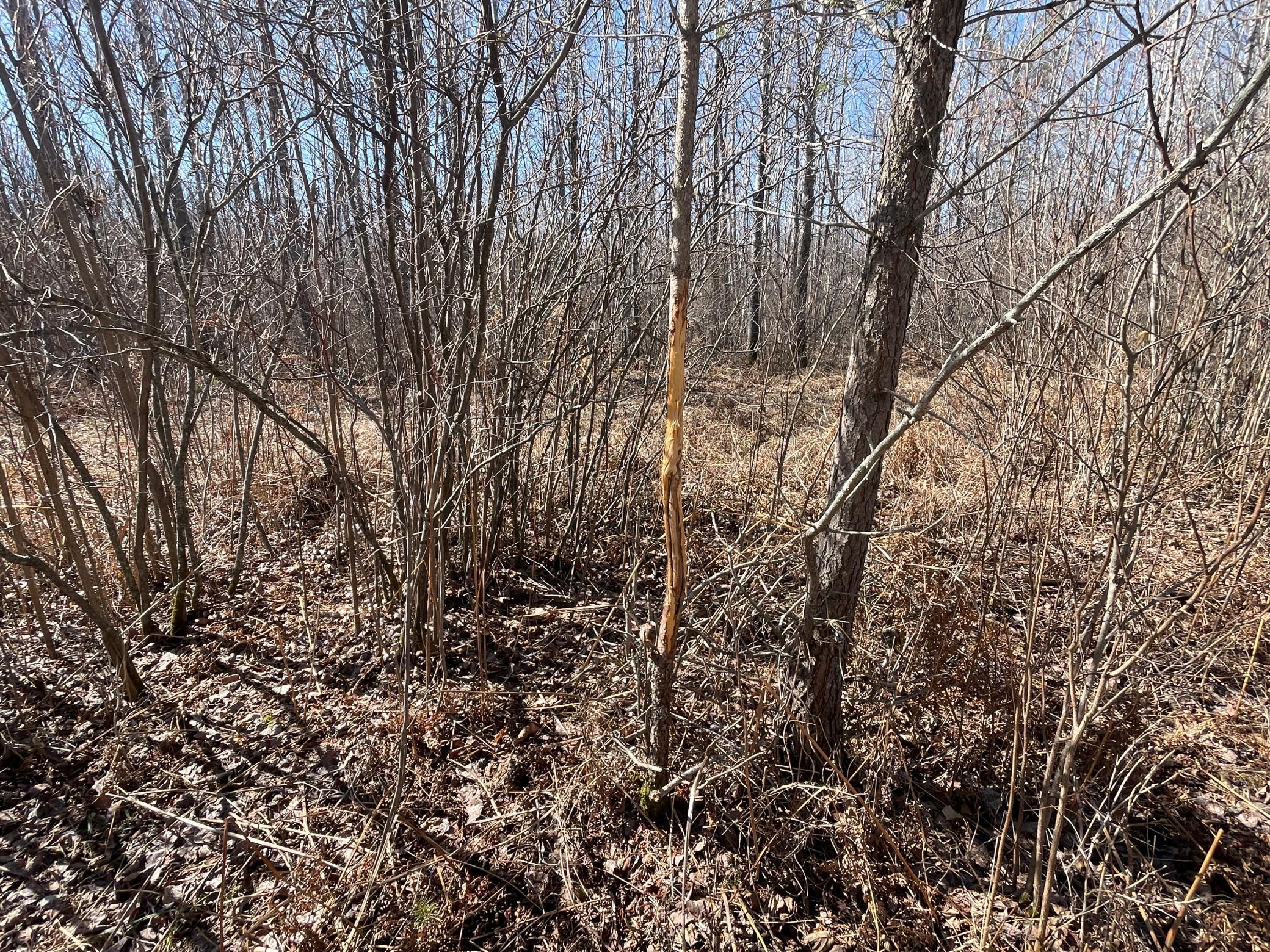 TBD Cormorant Road NE, Kelliher MN 56650 - Photo 56 of 76