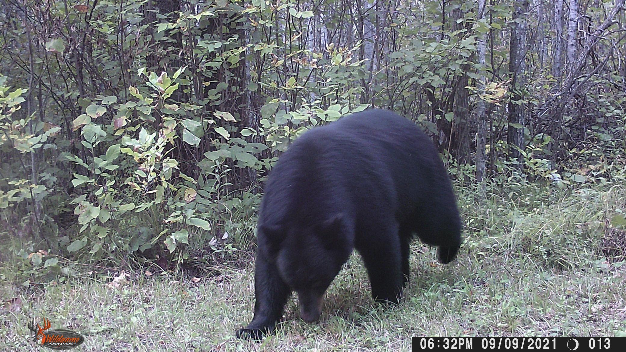 TBD Cormorant Road NE, Kelliher MN 56650 - Photo 74 of 76