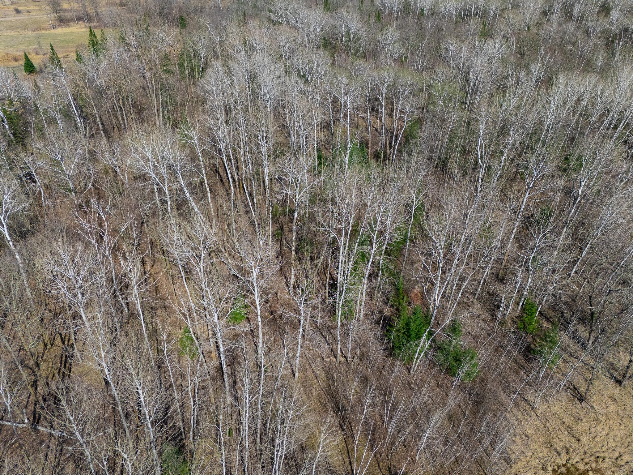 land for sale at TBD County 63 in Boy River, MN (photo 21 of 22)