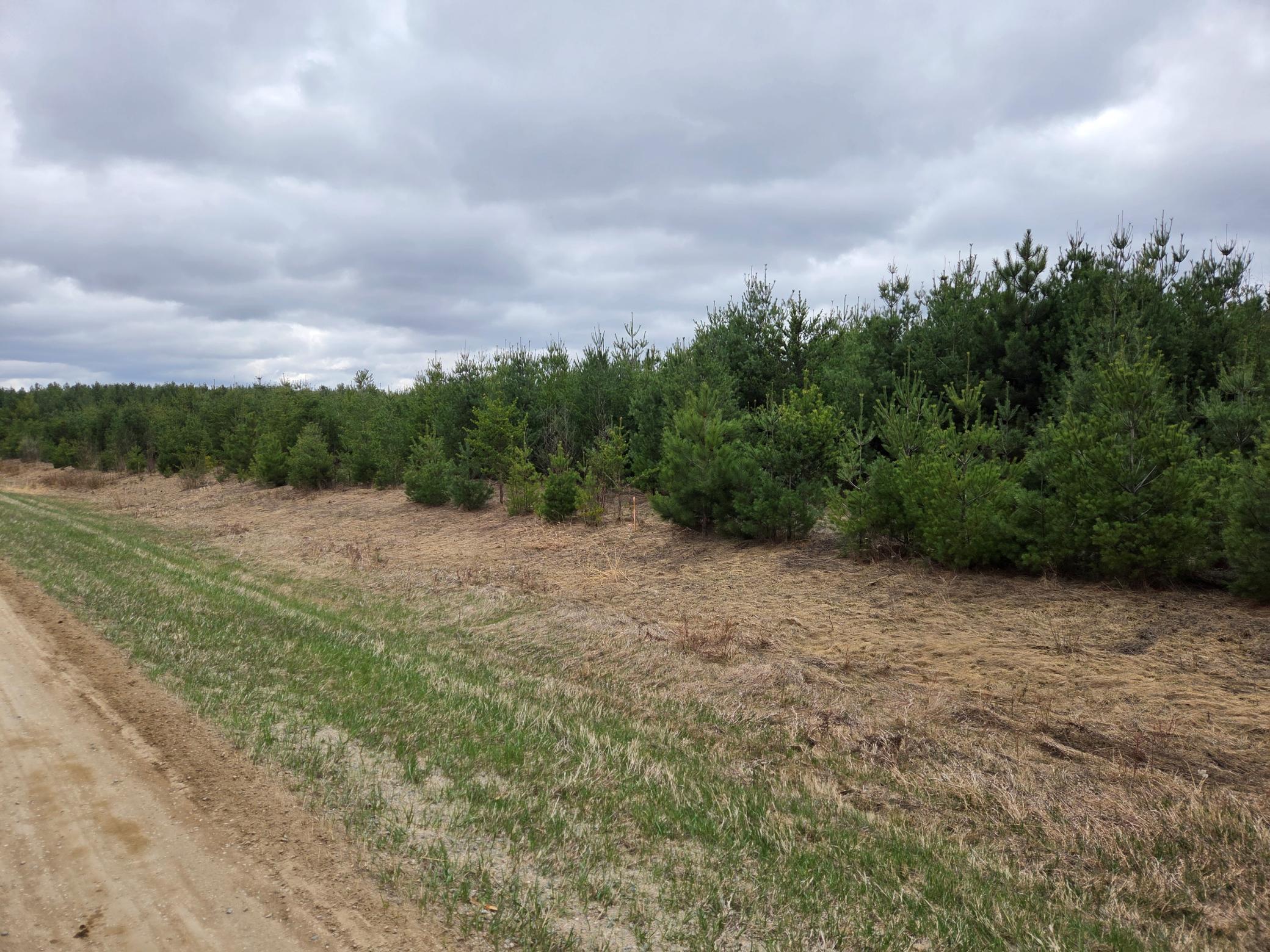 TBD 450th St - Parcel A, Laporte MN 56461 - Photo 3 of 4