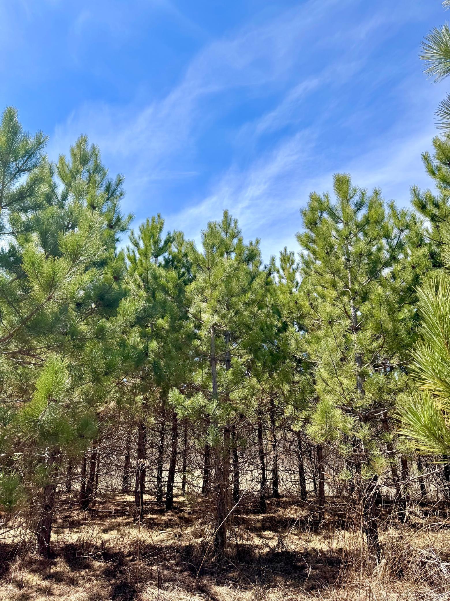 land for sale at Lot 1 Scenic Hwy 7 in Bovey, MN (photo 15 of 20)