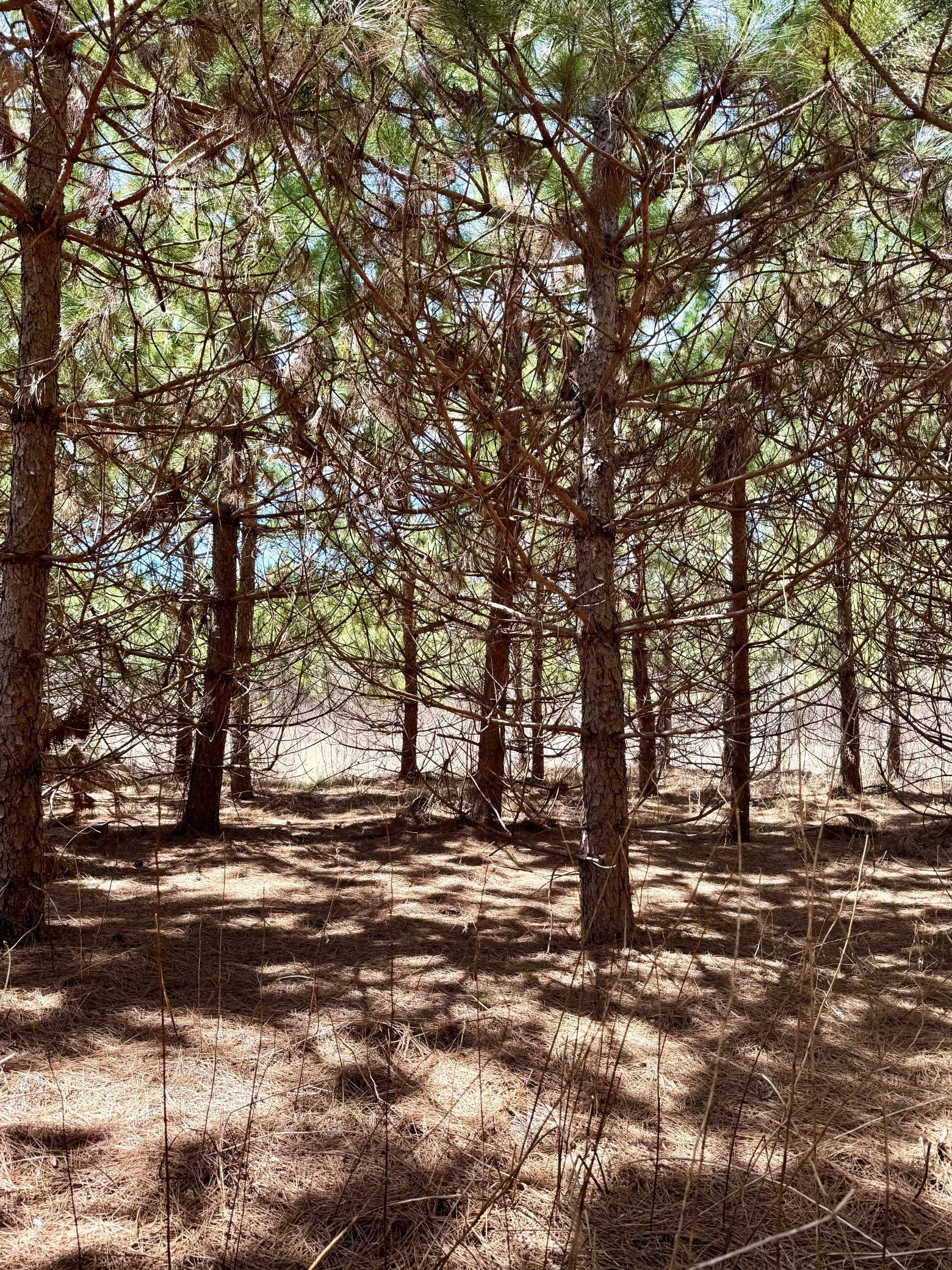 land for sale at Lot 1 Scenic Hwy 7 in Bovey, MN (photo 16 of 20)