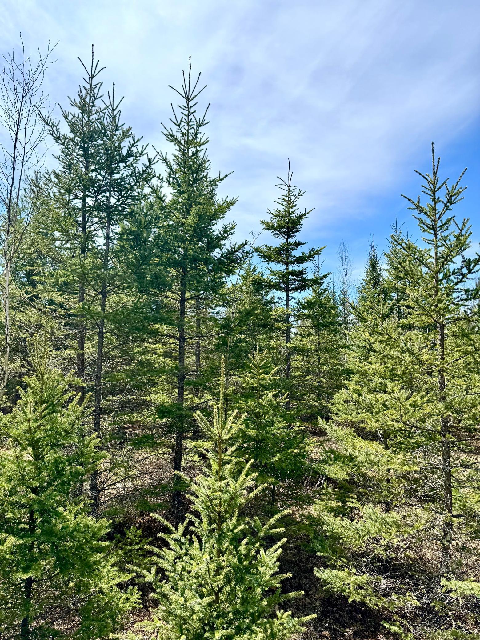 land for sale at Lot 1 Scenic Hwy 7 in Bovey, MN (photo 18 of 20)
