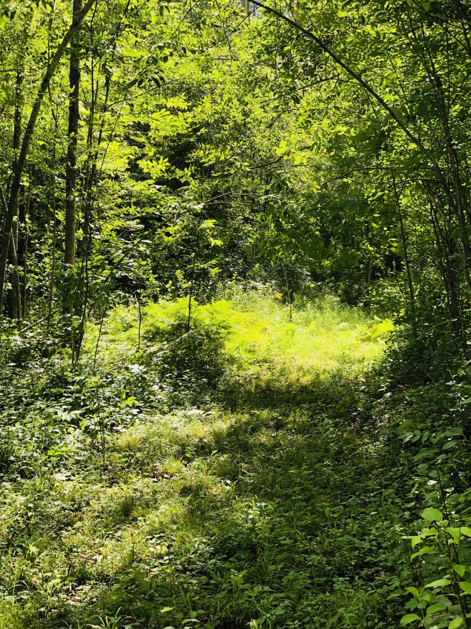 land for sale at 44131 Nature Avenue in Palisade, MN (photo 11 of 20)