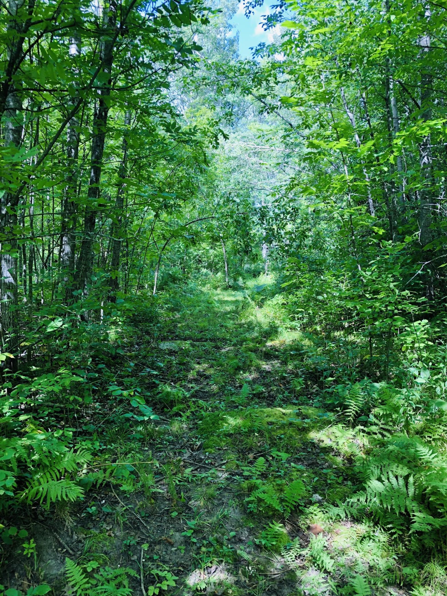 land for sale at 44131 Nature Avenue in Palisade, MN (photo 12 of 20)