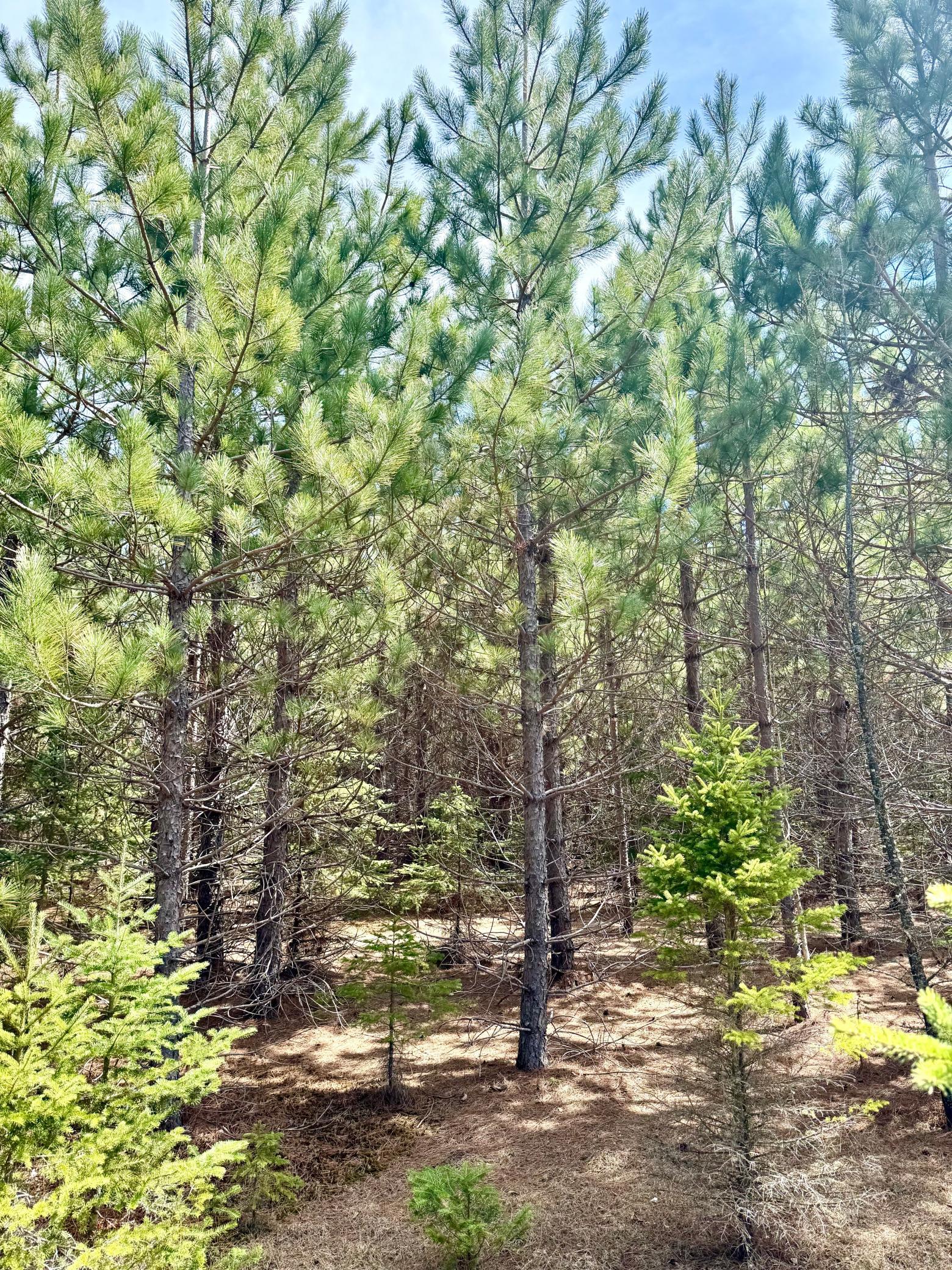 land for sale at Lot 2 Scenic Hwy 7 in Bovey, MN (photo 20 of 23)