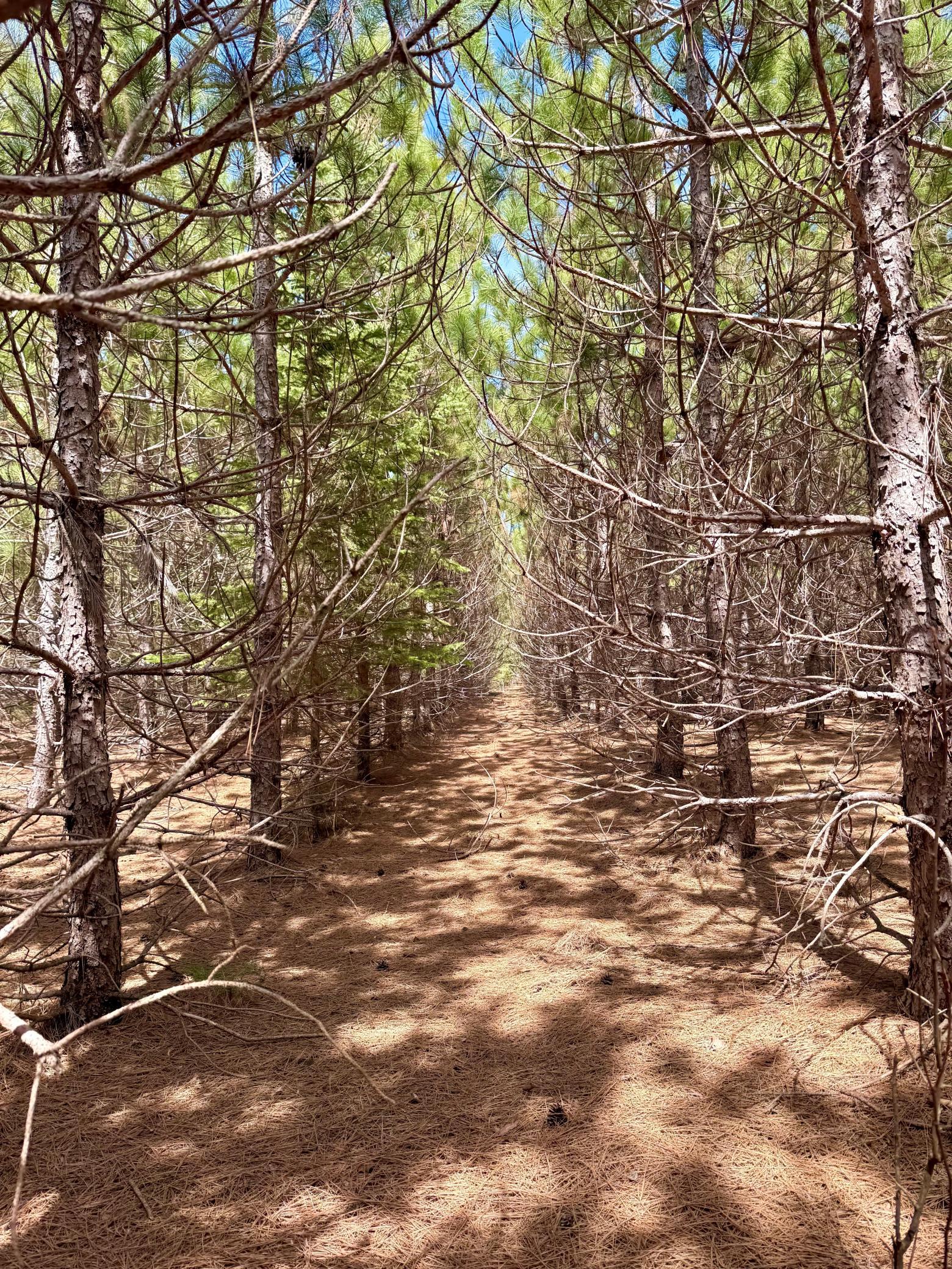 land for sale at Lot 2 Scenic Hwy 7 in Bovey, MN (photo 23 of 23)