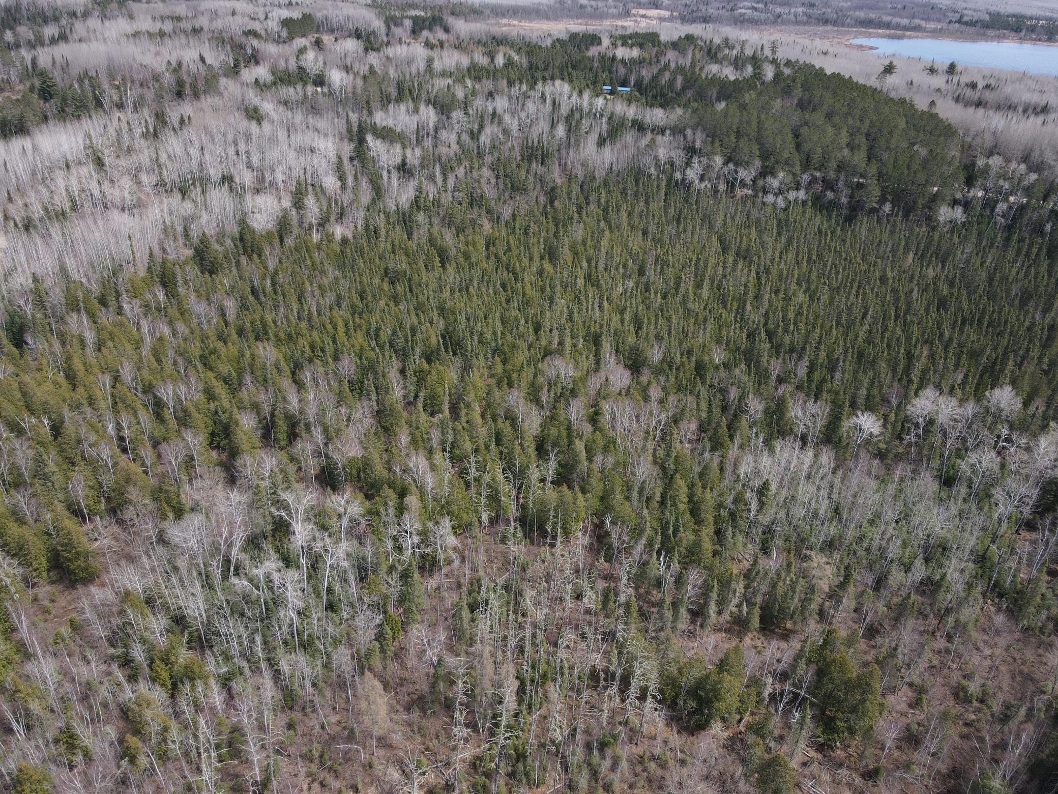 land for sale at TBD CO Rd 40 in Effie, MN (photo 11 of 25)