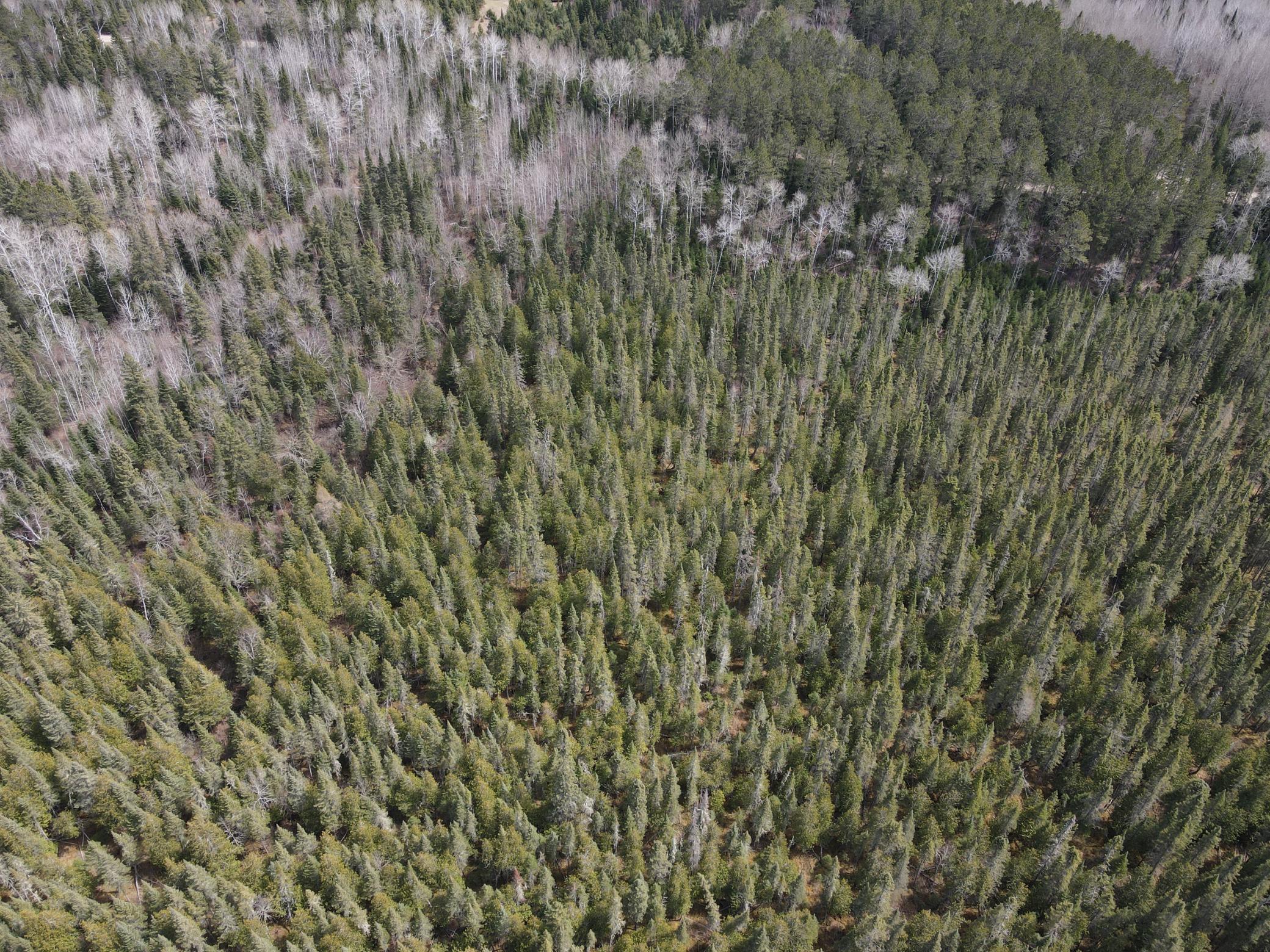 land for sale at TBD CO Rd 40 in Effie, MN (photo 12 of 25)