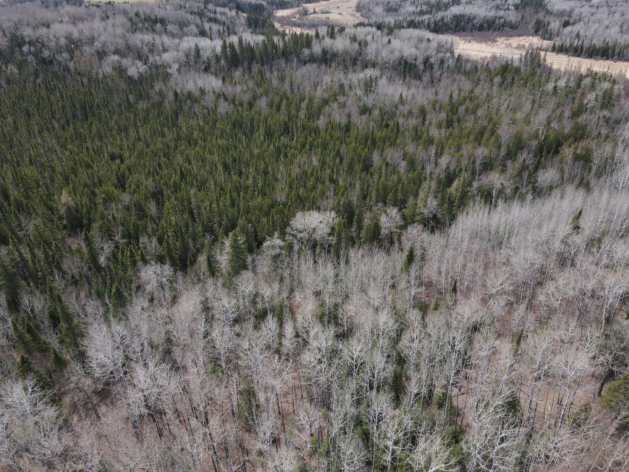 land for sale at TBD CO Rd 40 in Effie, MN (photo 15 of 25)