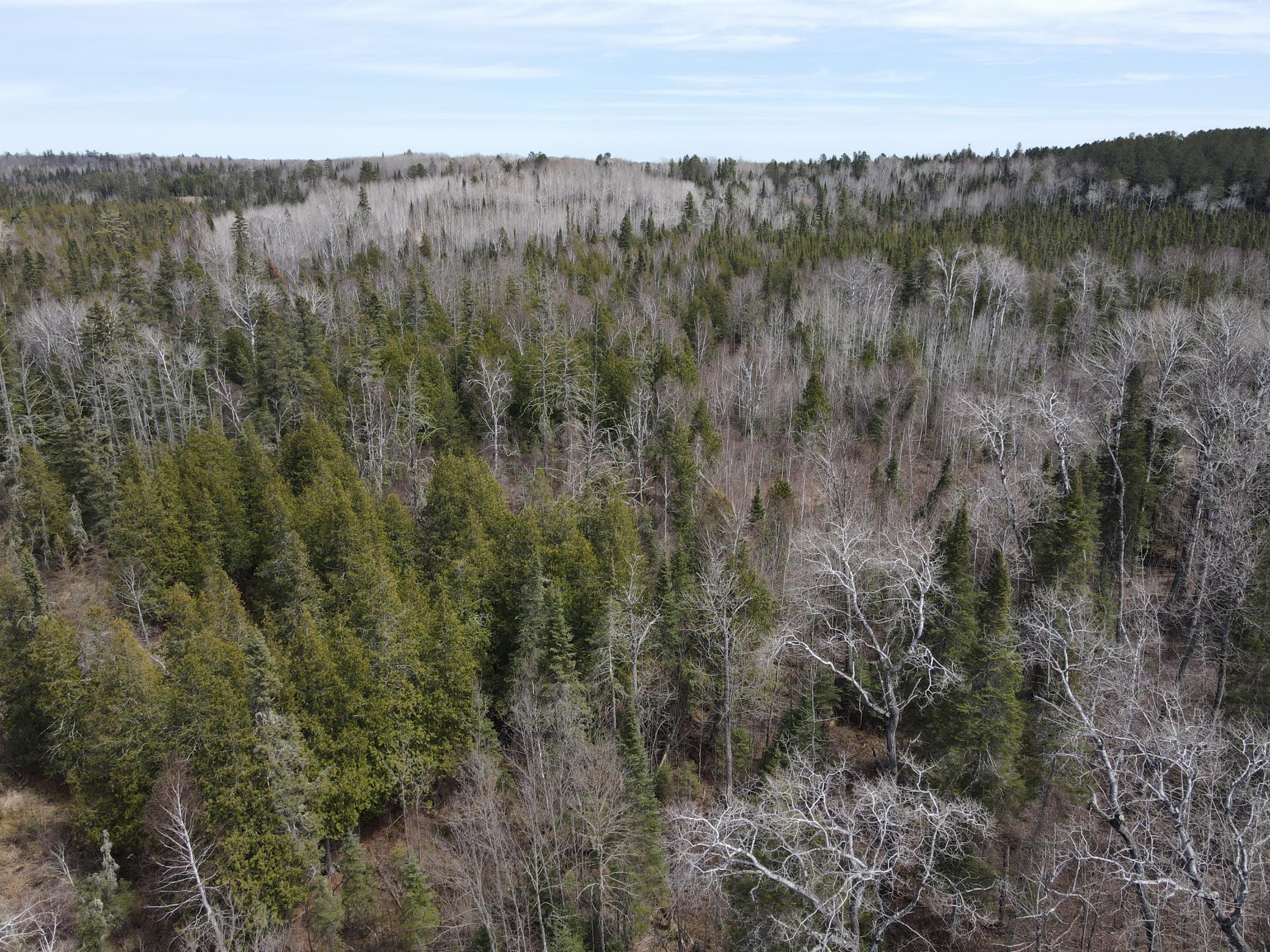 land for sale at TBD CO Rd 40 in Effie, MN (photo 19 of 25)