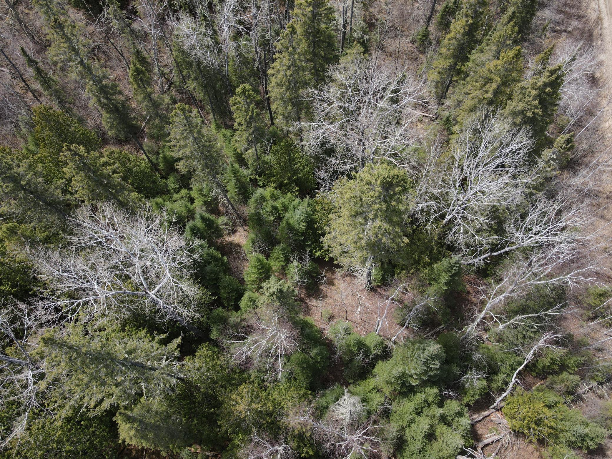 land for sale at TBD CO Rd 40 in Effie, MN (photo 22 of 25)