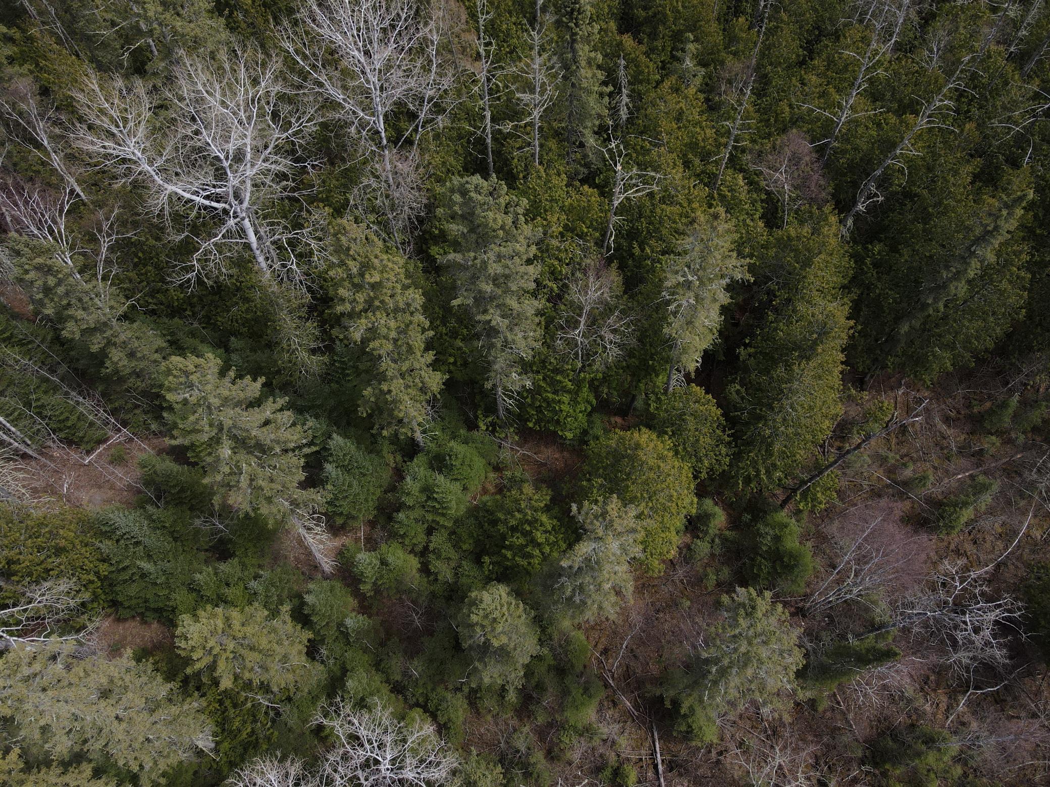 land for sale at TBD CO Rd 40 in Effie, MN (photo 24 of 25)