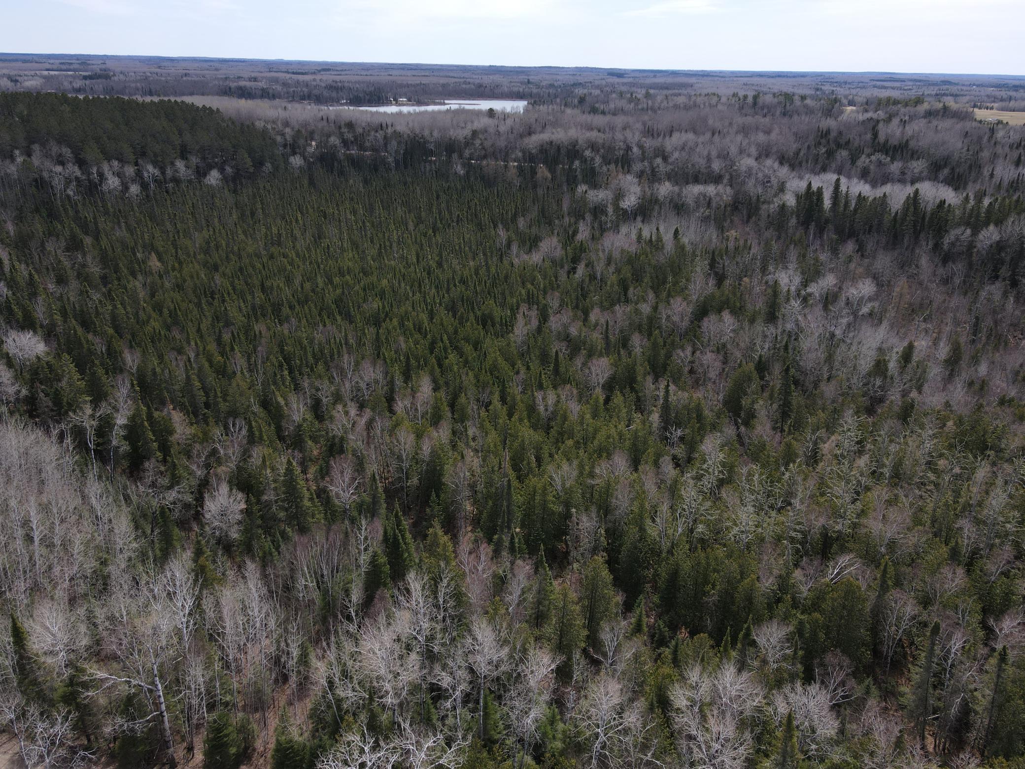 land for sale at TBD CO Rd 40 in Effie, MN (photo 4 of 25)