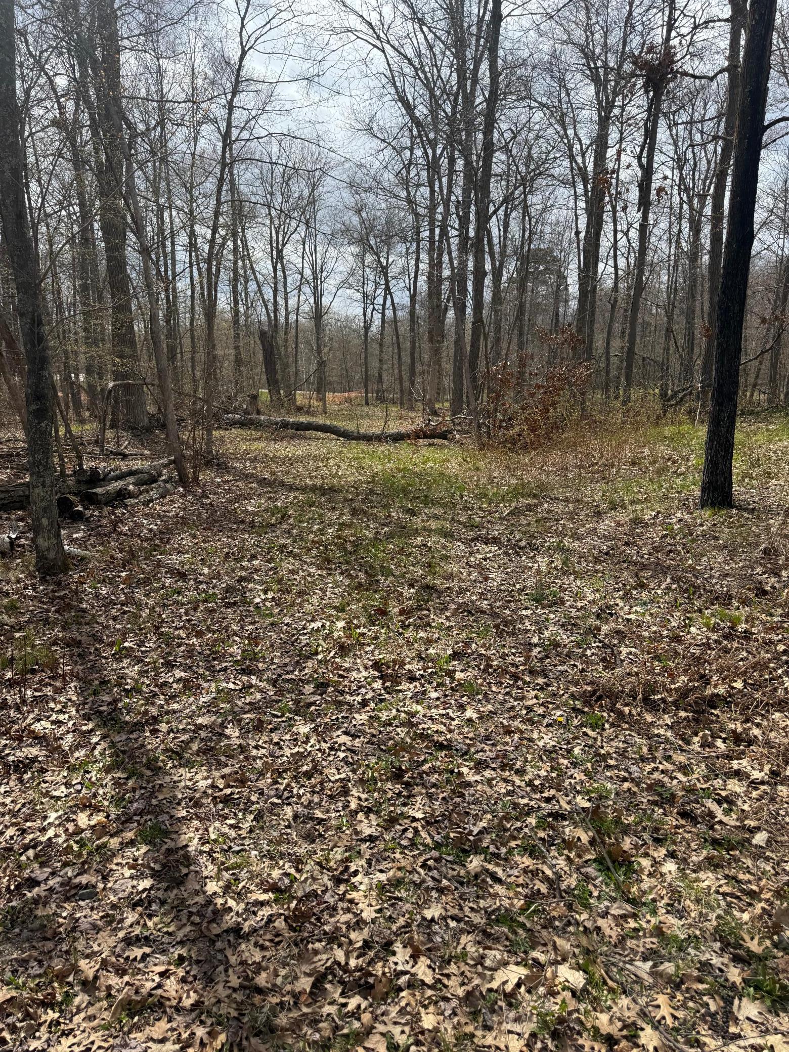 land for sale at TBD County Road 16 in Pequot Lakes, MN (photo 5 of 8)
