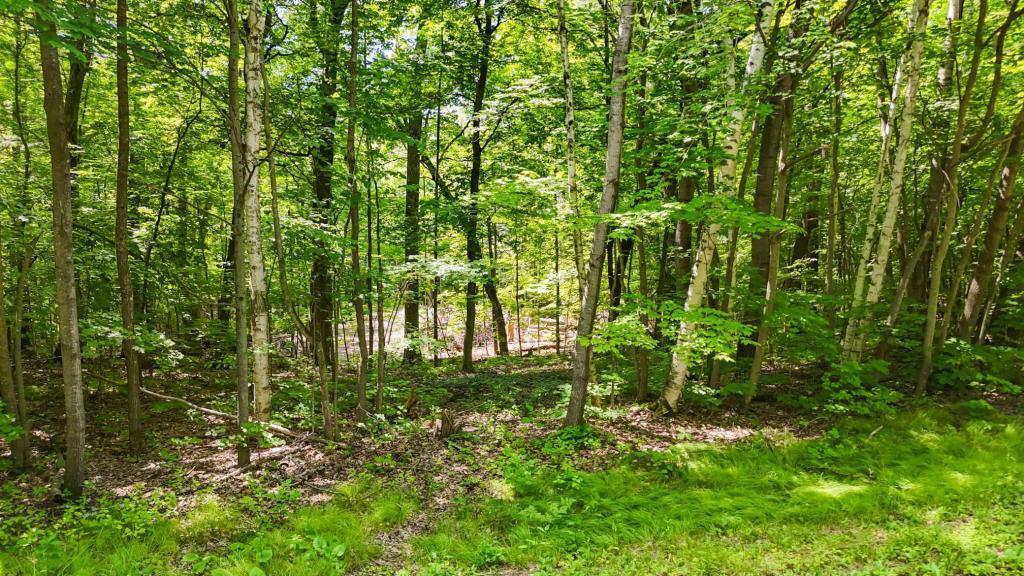 land for sale at Lots B & C 389th Ave. in Aitkin, MN (photo 7 of 14)