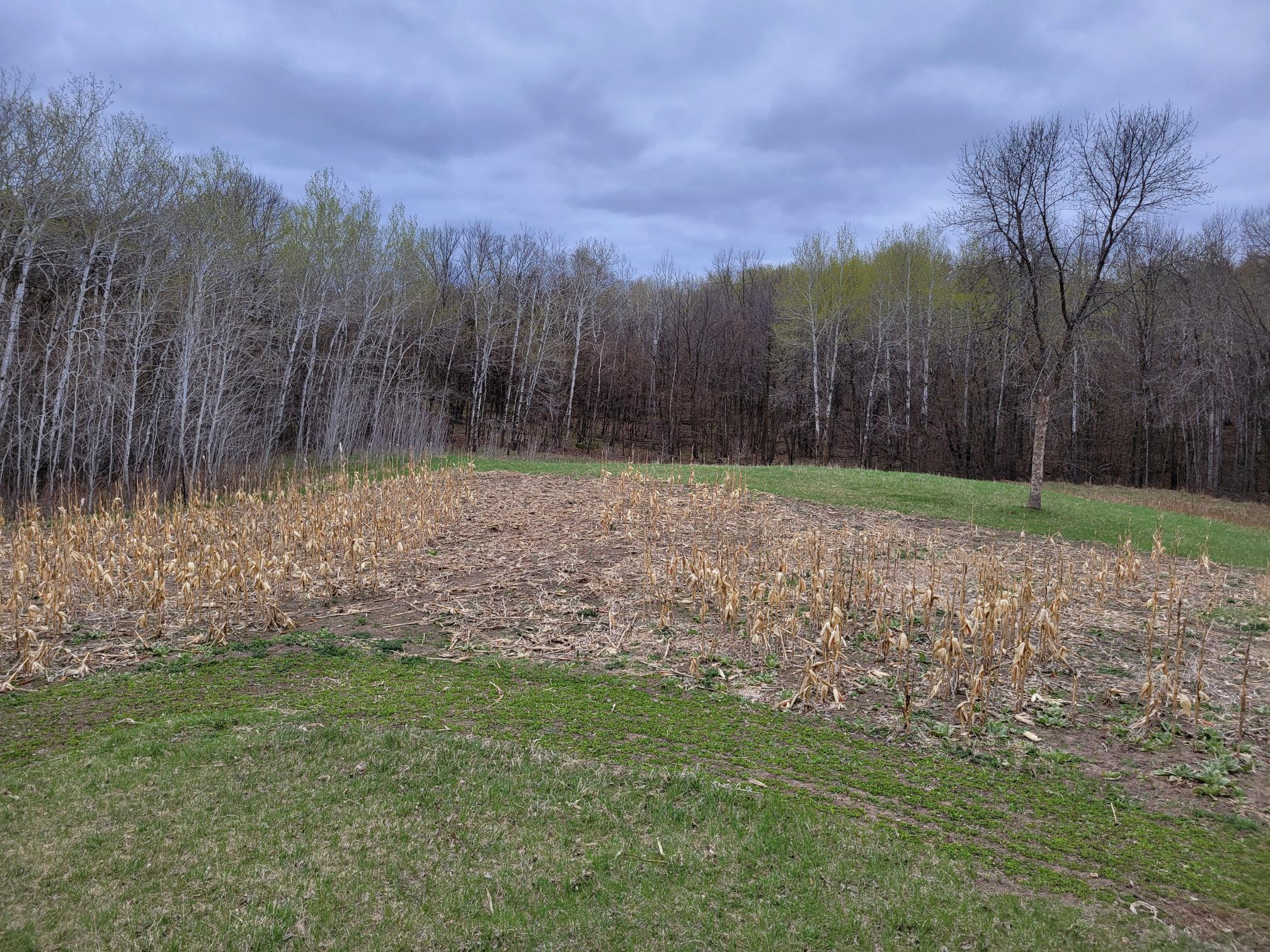 land for sale at 38XXX 385th Street in Richville, MN (photo 18 of 27)
