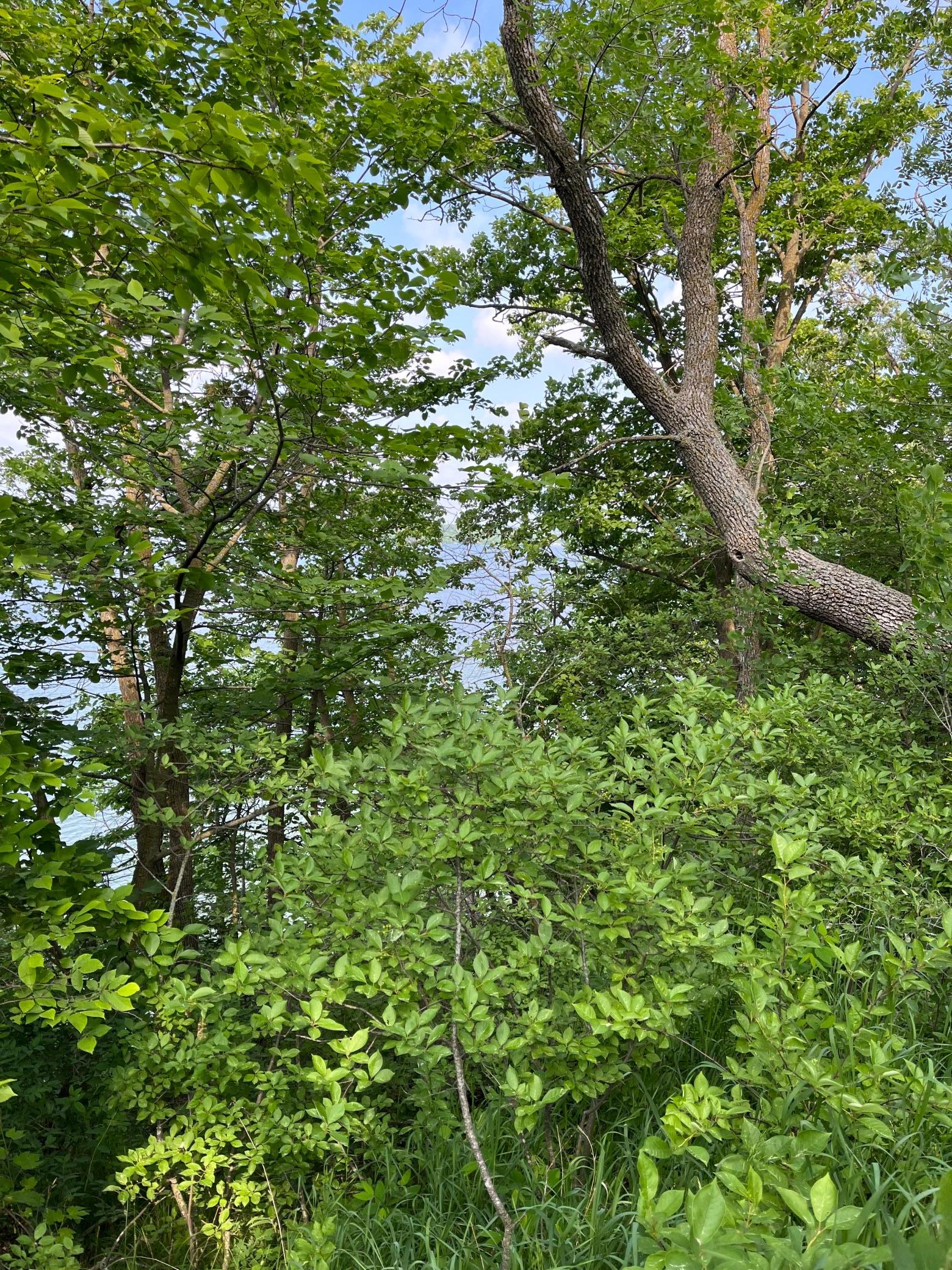 TBD Wild Rose Trail, Frazee MN 56544 - Photo 13 of 26