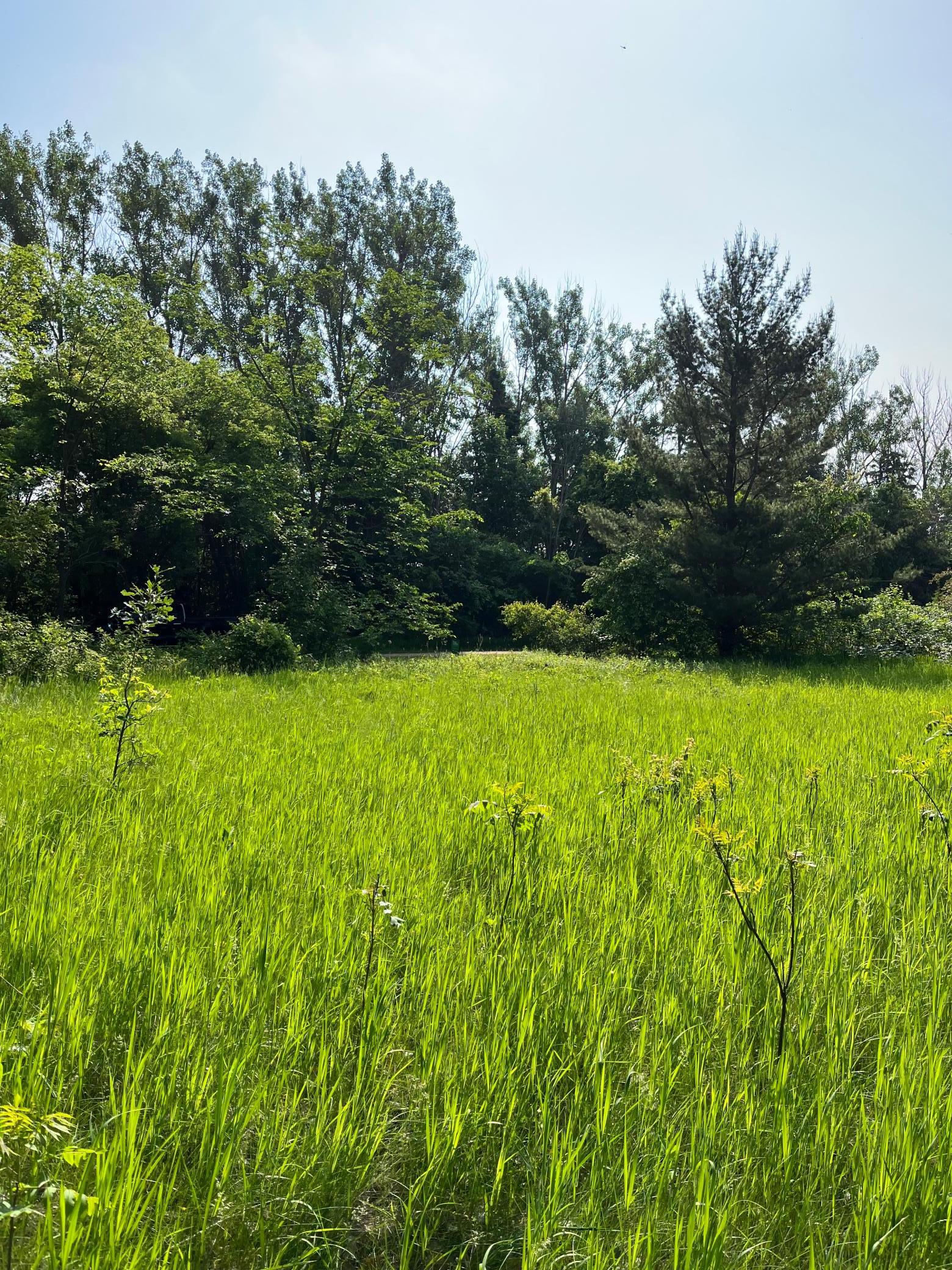 TBD Wild Rose Trail, Frazee MN 56544 - Photo 14 of 26