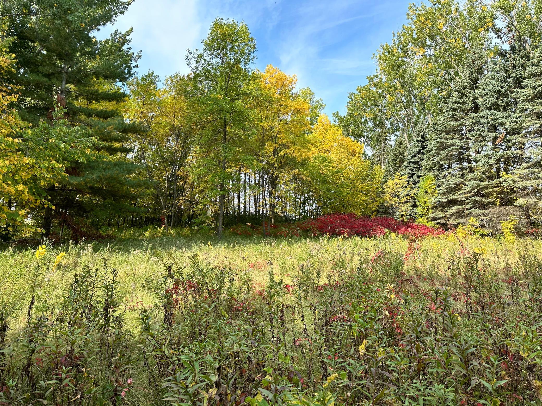 TBD Wild Rose Trail, Frazee MN 56544 - Photo 17 of 26