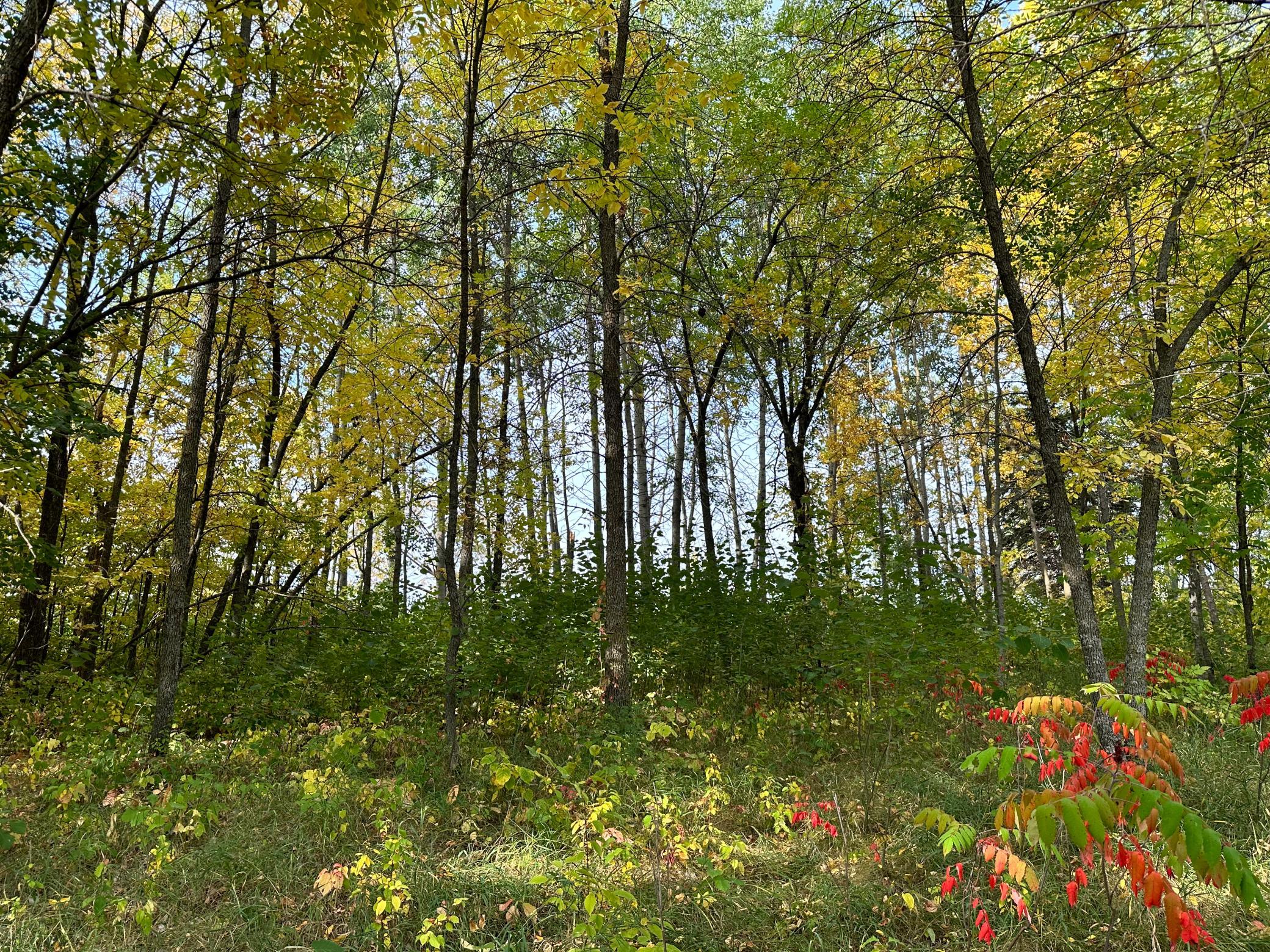 TBD Wild Rose Trail, Frazee MN 56544 - Photo 19 of 26