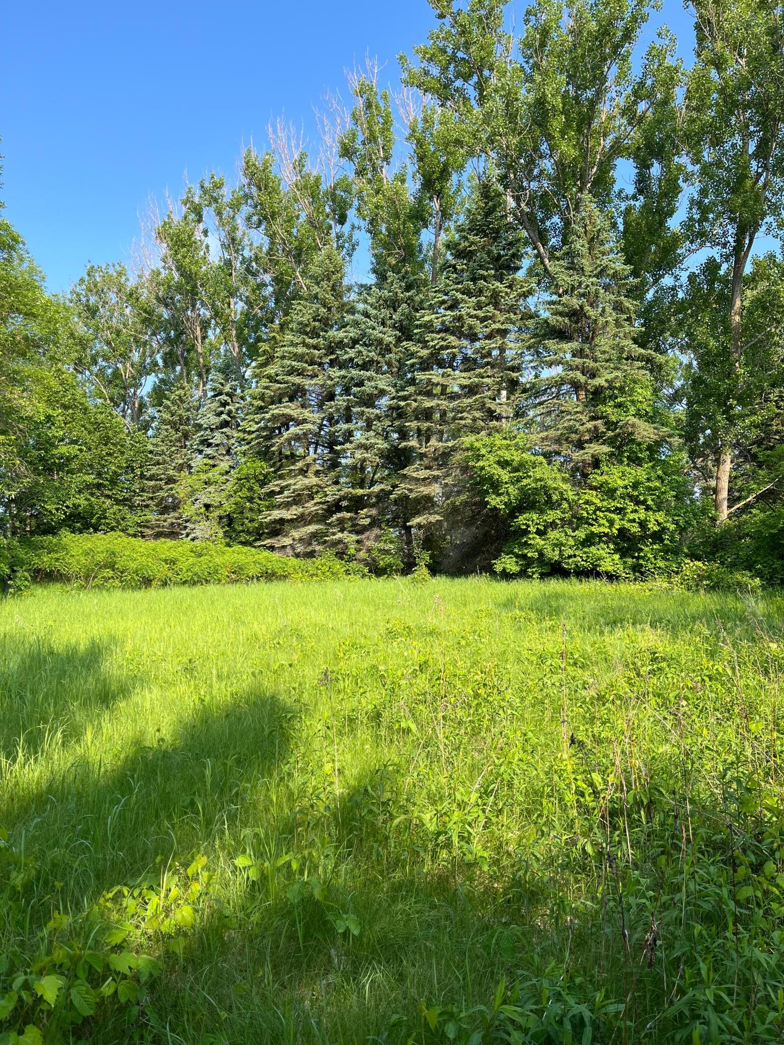 TBD Wild Rose Trail, Frazee MN 56544 - Photo 3 of 26