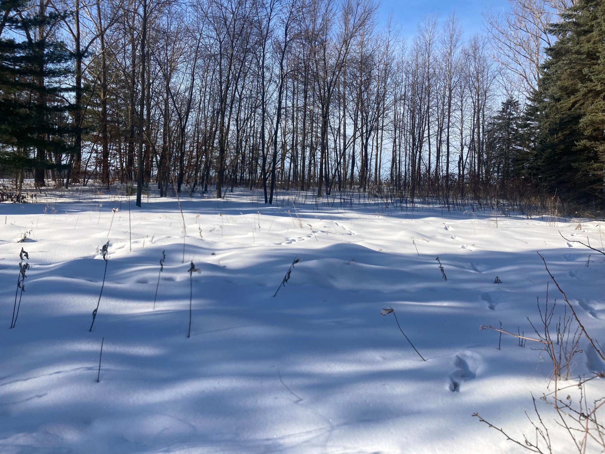 TBD Wild Rose Trail, Frazee MN 56544 - Photo 23 of 26
