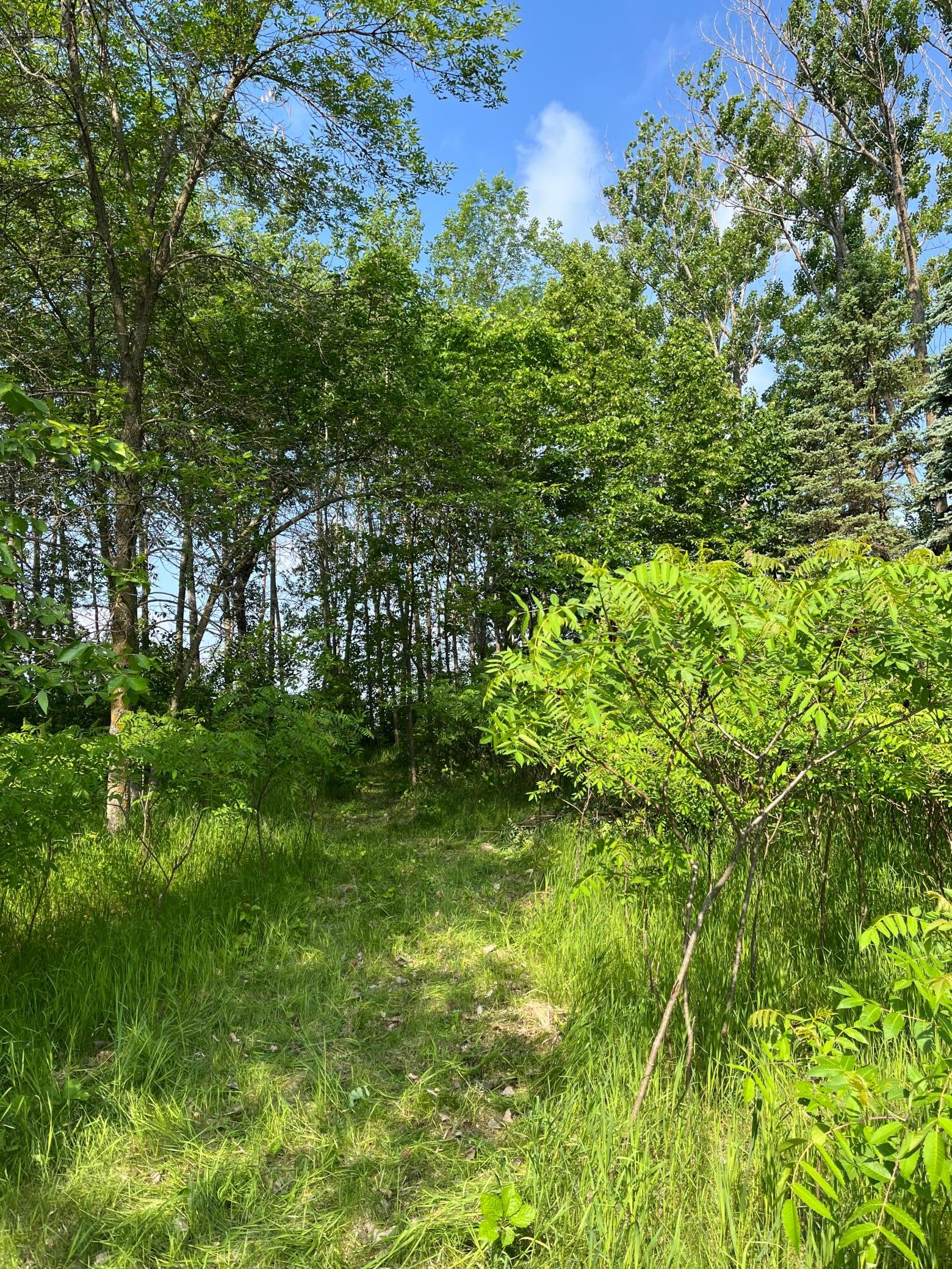 TBD Wild Rose Trail, Frazee MN 56544 - Photo 7 of 26
