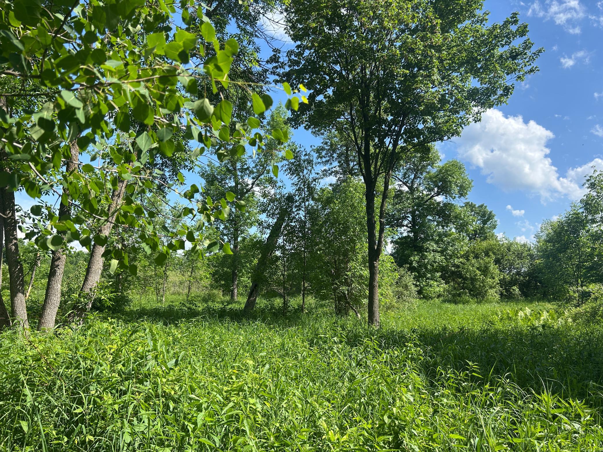 land for sale at TBD 250th Street in Aitkin, MN (photo 11 of 13)