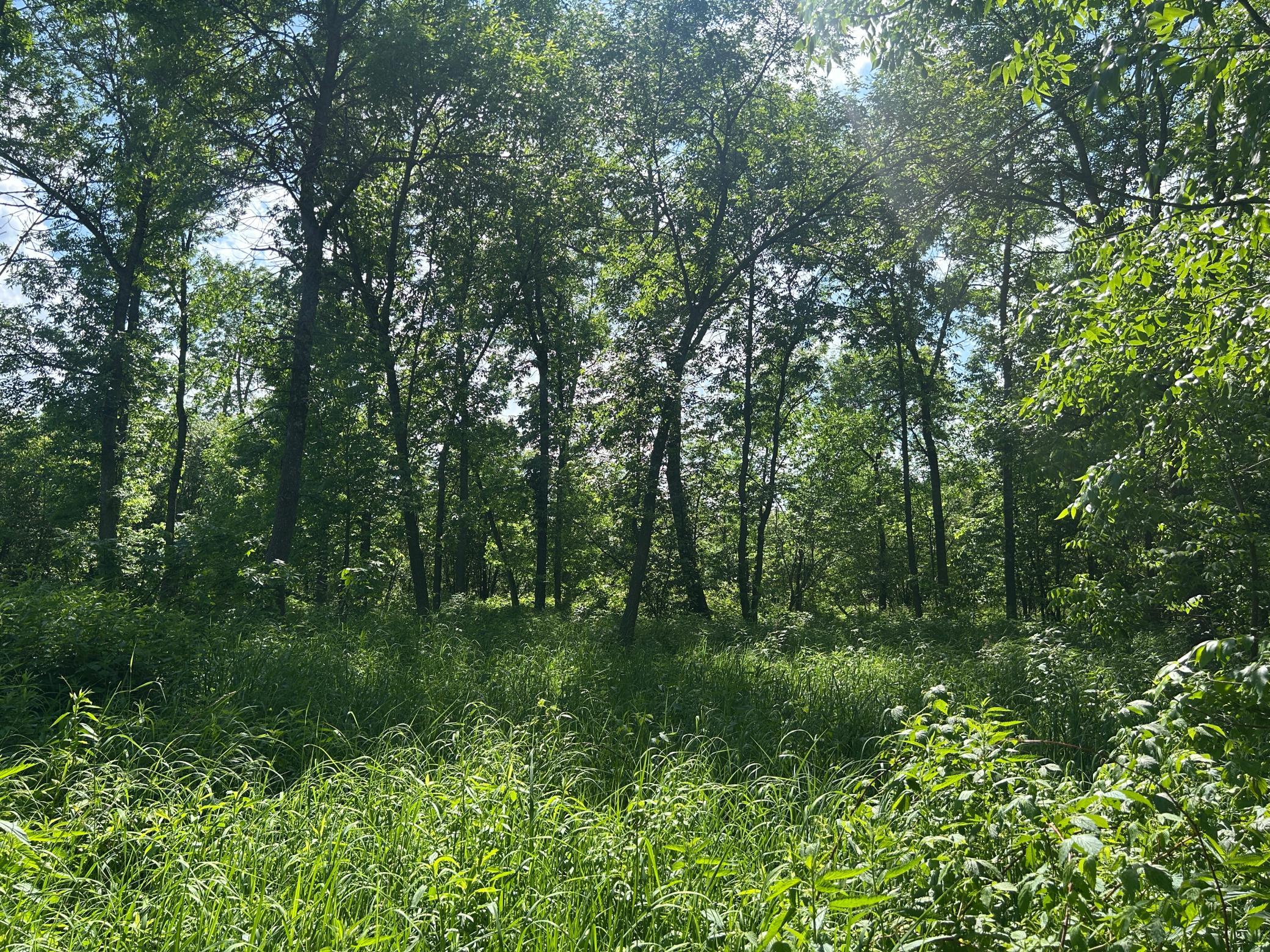 land for sale at TBD 250th Street in Aitkin, MN (photo 12 of 13)
