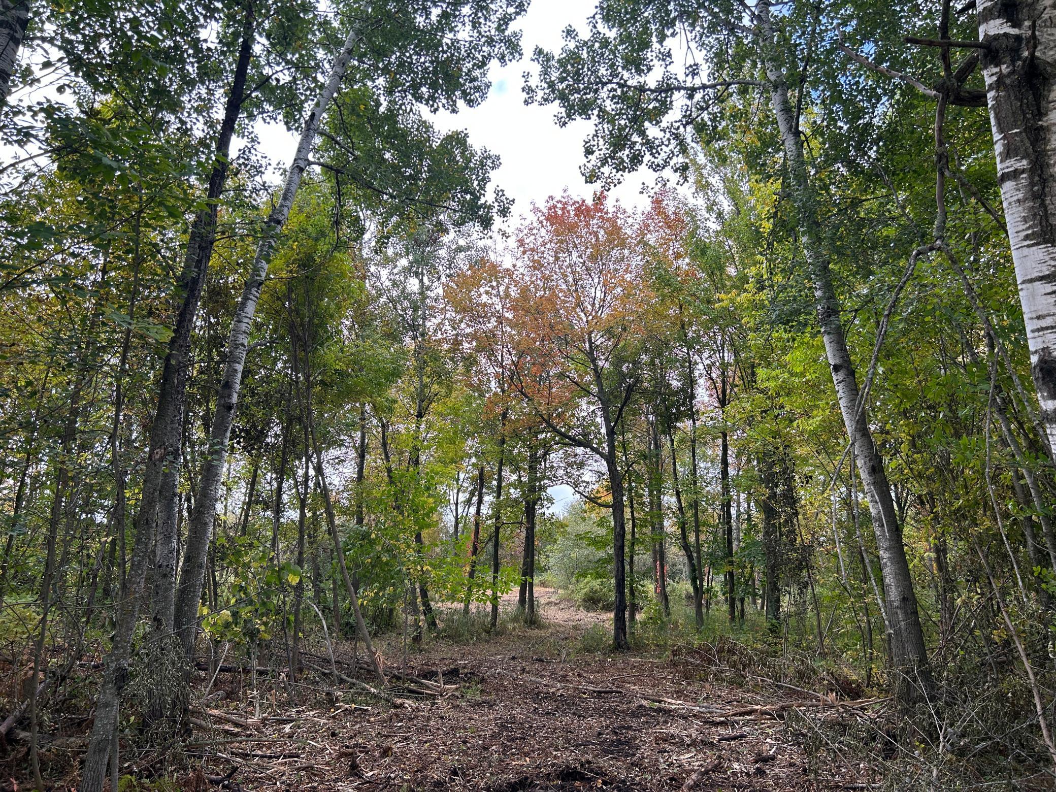land for sale at TBD 250th Street in Aitkin, MN (photo 3 of 13)