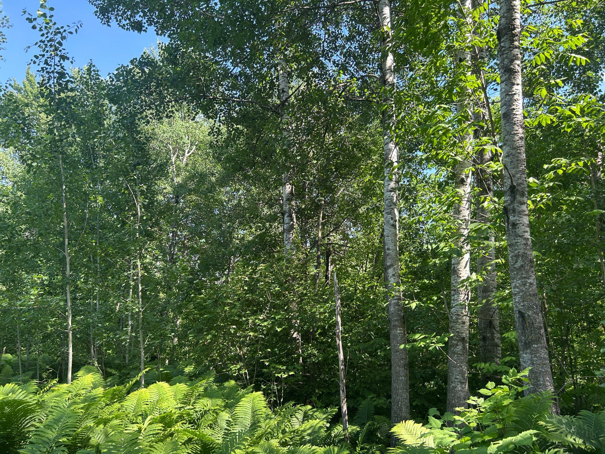 land for sale at TBD 250th Street in Aitkin, MN (photo 9 of 13)