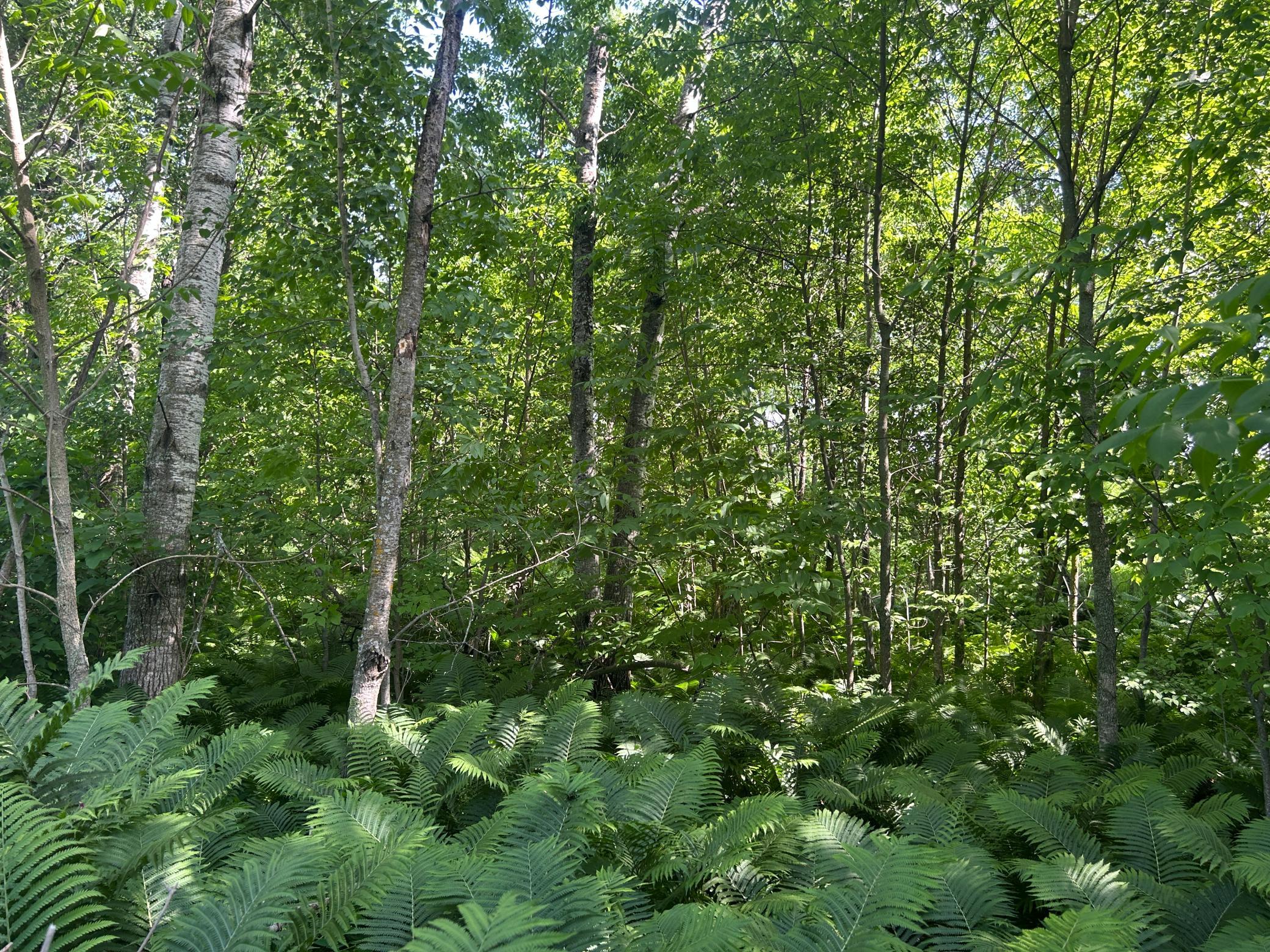 land for sale at TBD 250th Street in Aitkin, MN (photo 10 of 13)