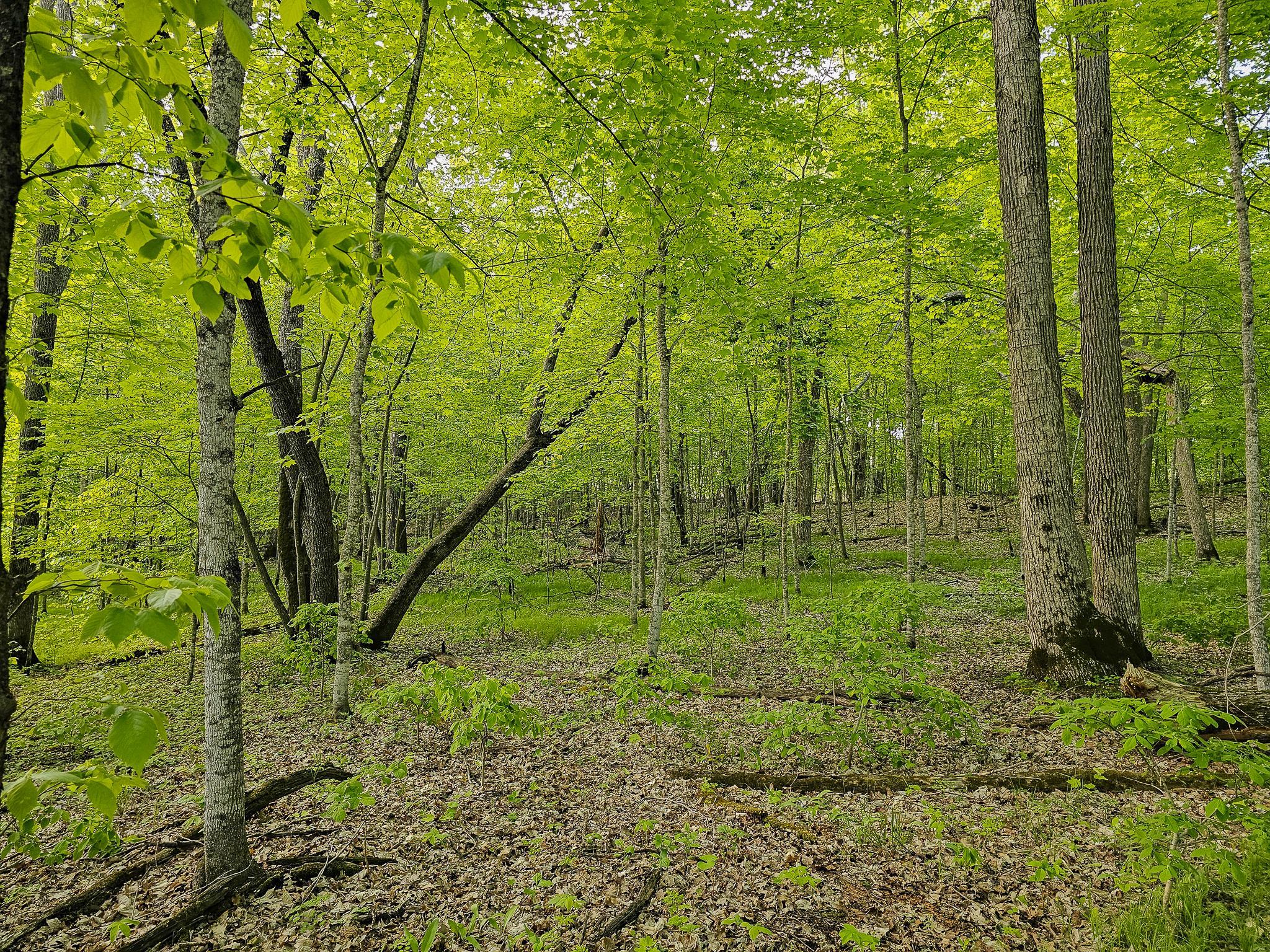 land for sale at 380XX 280th Ave [M] in Dent, MN (photo 13 of 17)