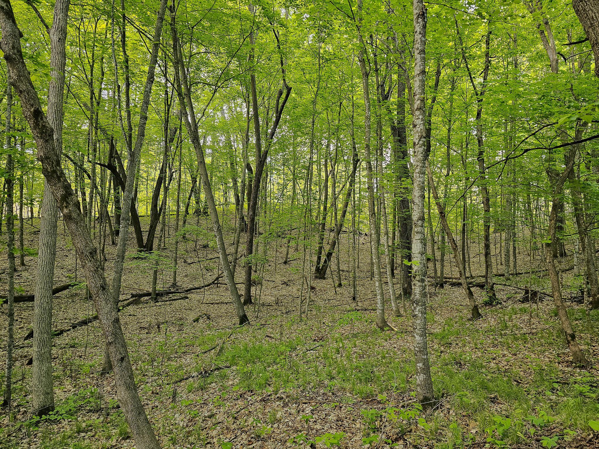 land for sale at 380XX 280th Ave [M] in Dent, MN (photo 14 of 17)