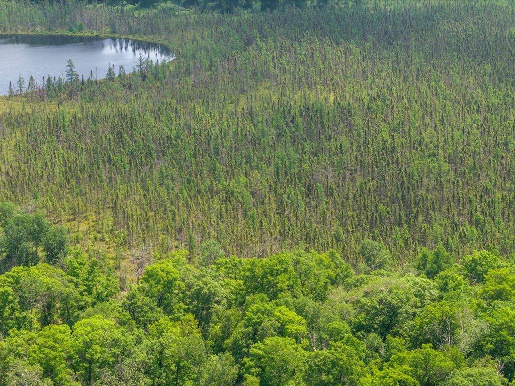 land for sale at Lot 1 County Road 12 in Ironton, MN (photo 9 of 9)