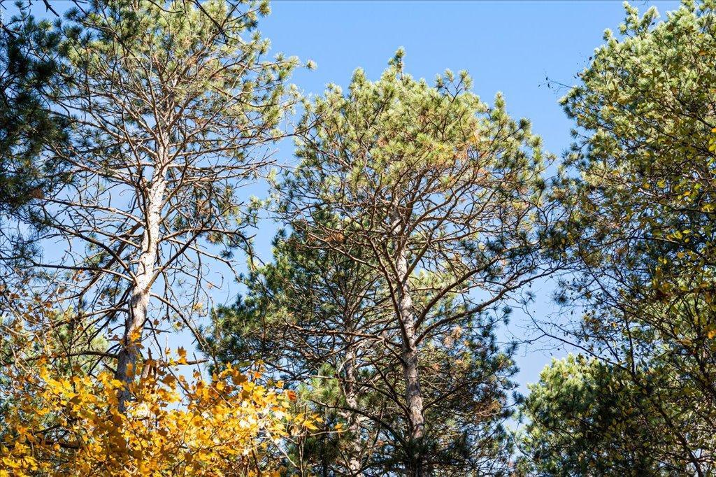 TBD Liedlwood Ln, Pequot Lakes MN 56472 - Photo 29 of 67