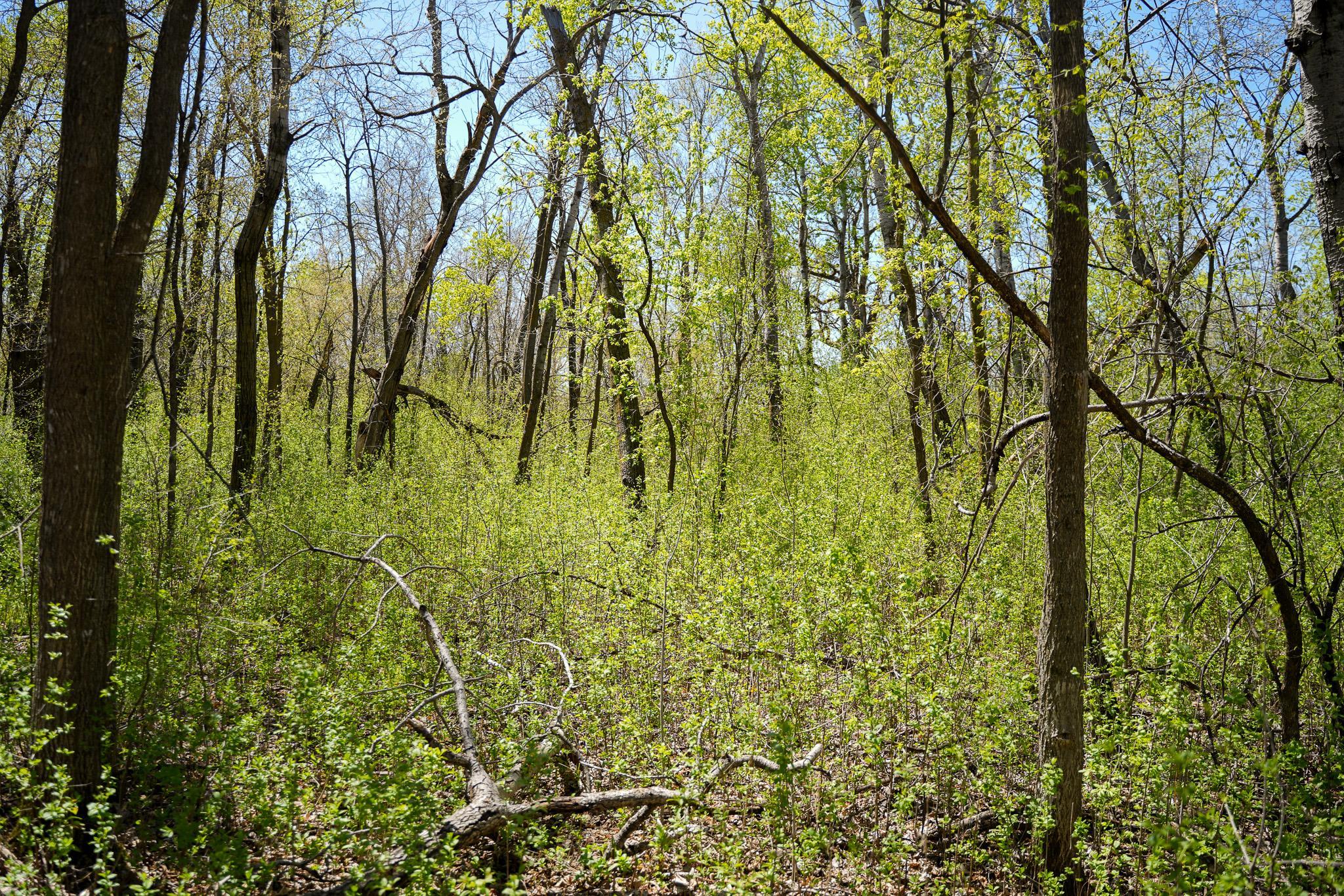 land for sale at TBD 125th Street in Dalton, MN (photo 33 of 42)