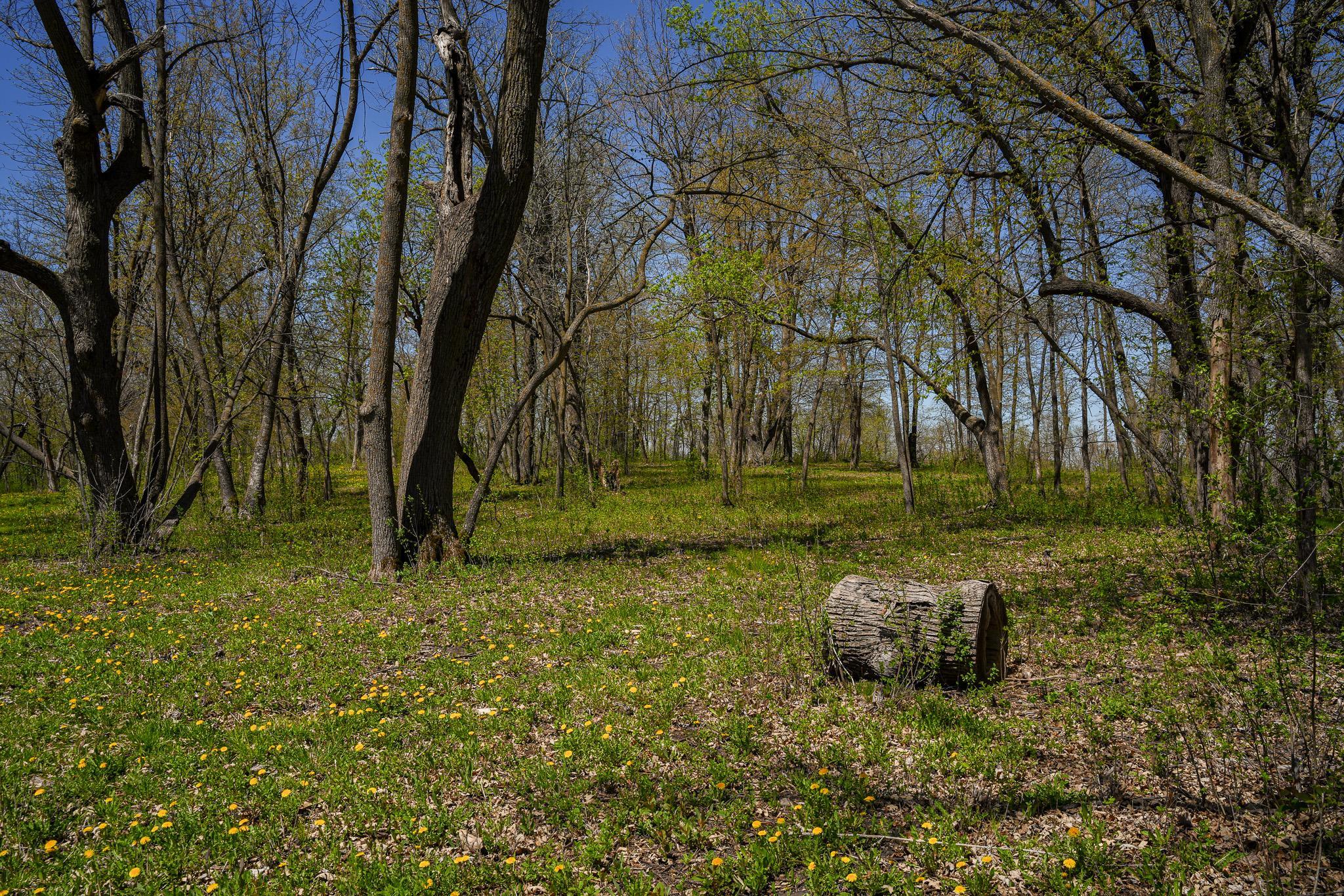 land for sale at TBD 125th Street in Dalton, MN (photo 9 of 42)
