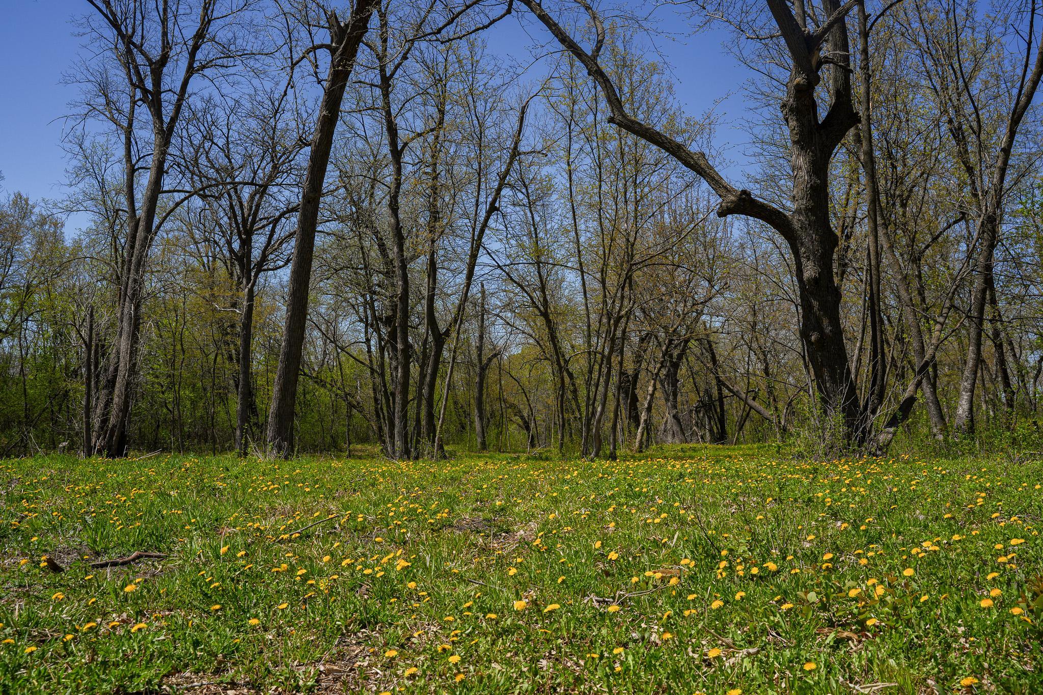 land for sale at TBD 125th Street in Dalton, MN (photo 10 of 42)