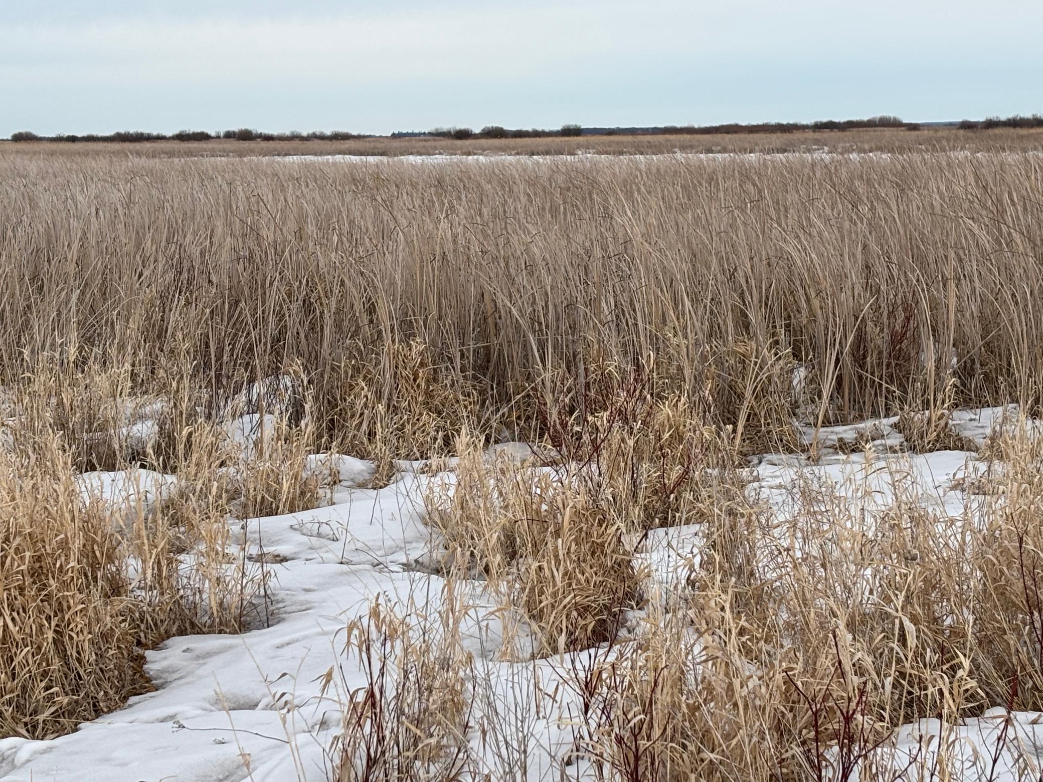land for sale at TBD Hwy 59 in Mahnomen, MN (photo 8 of 13)