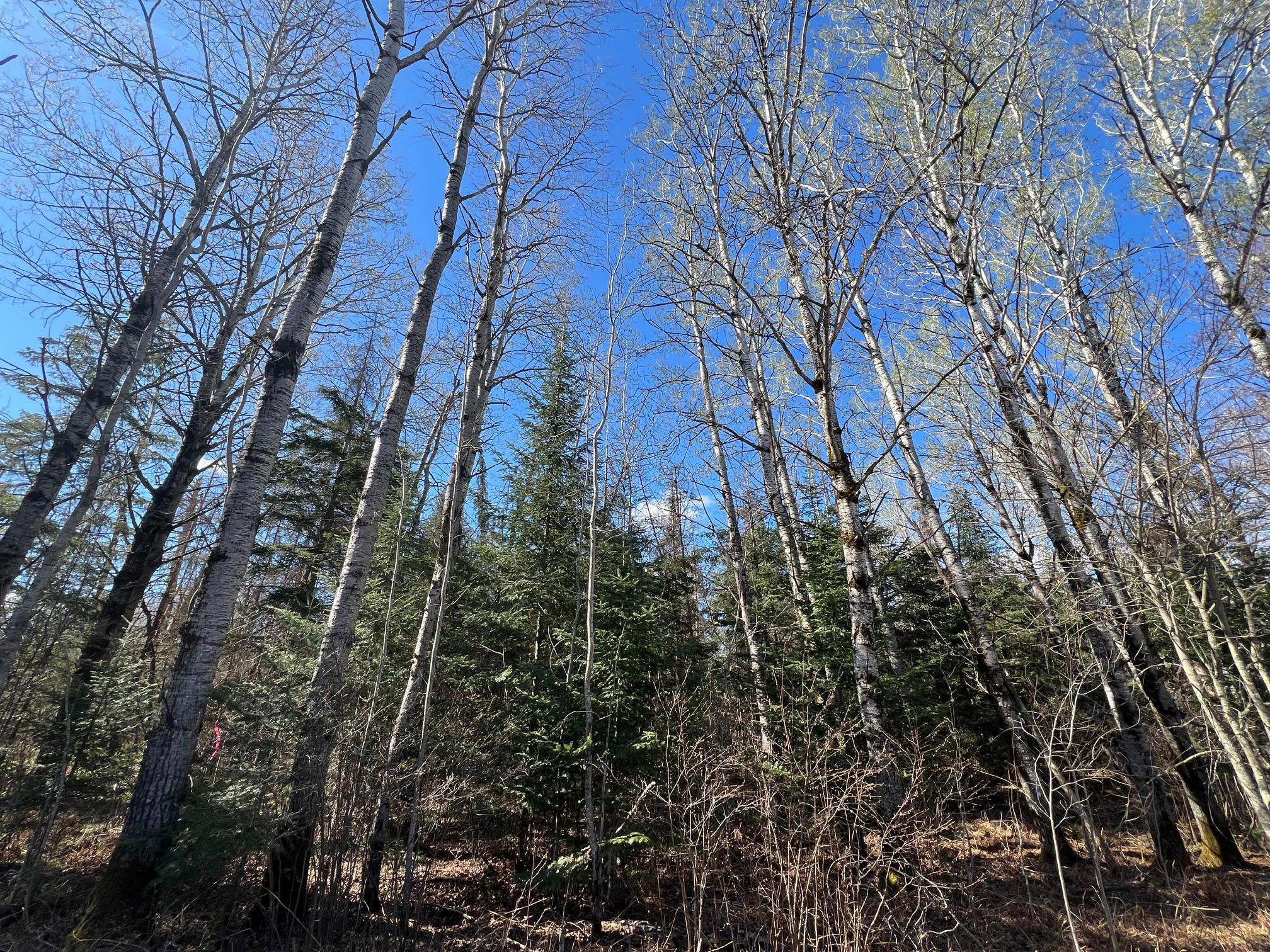 land for sale at Parcel B Township Road D in Wawina, MN (photo 4 of 13)