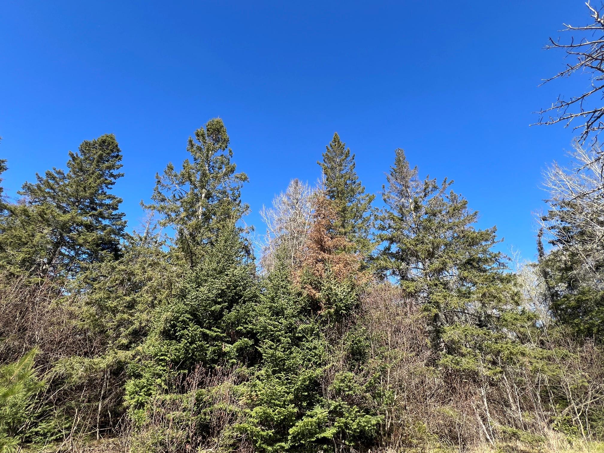 land for sale at Parcel B Township Road D in Wawina, MN (photo 5 of 13)