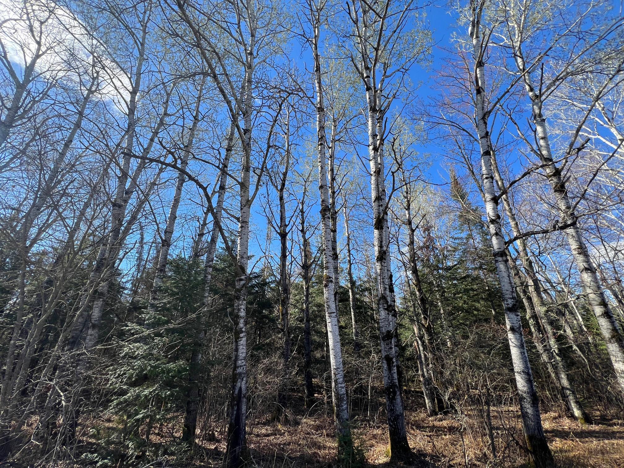 land for sale at Parcel B Township Road D in Wawina, MN (photo 6 of 13)