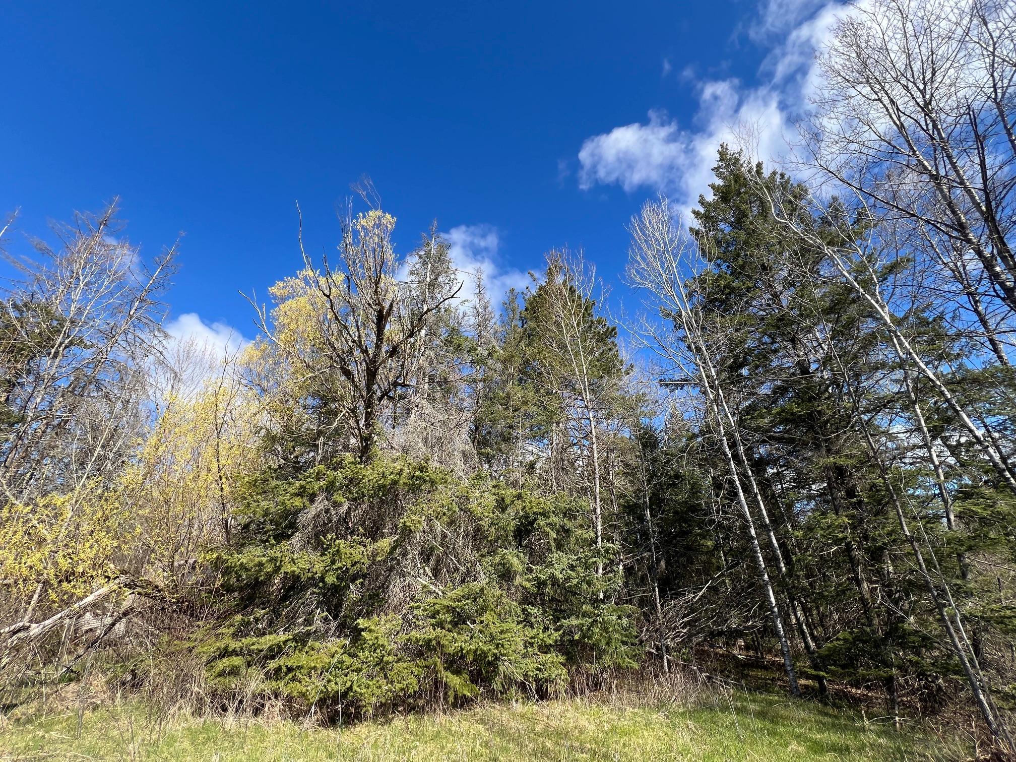 land for sale at 12905 Township Road D in Wawina, MN (photo 14 of 19)