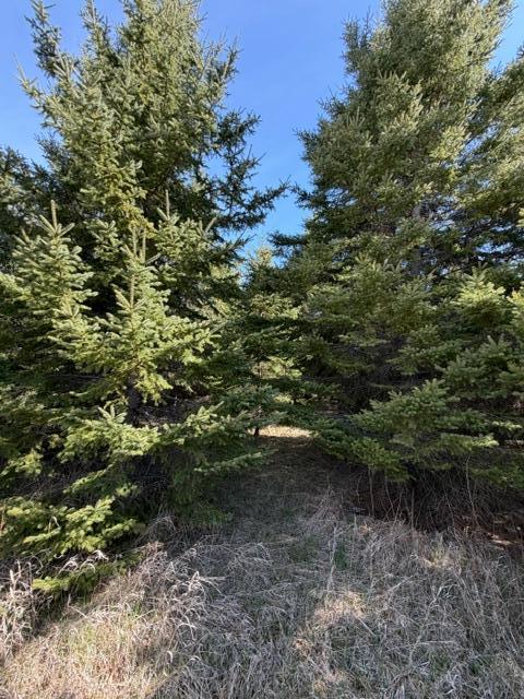 land for sale at TBD 66th Avenue NE in Remer, MN (photo 3 of 6)