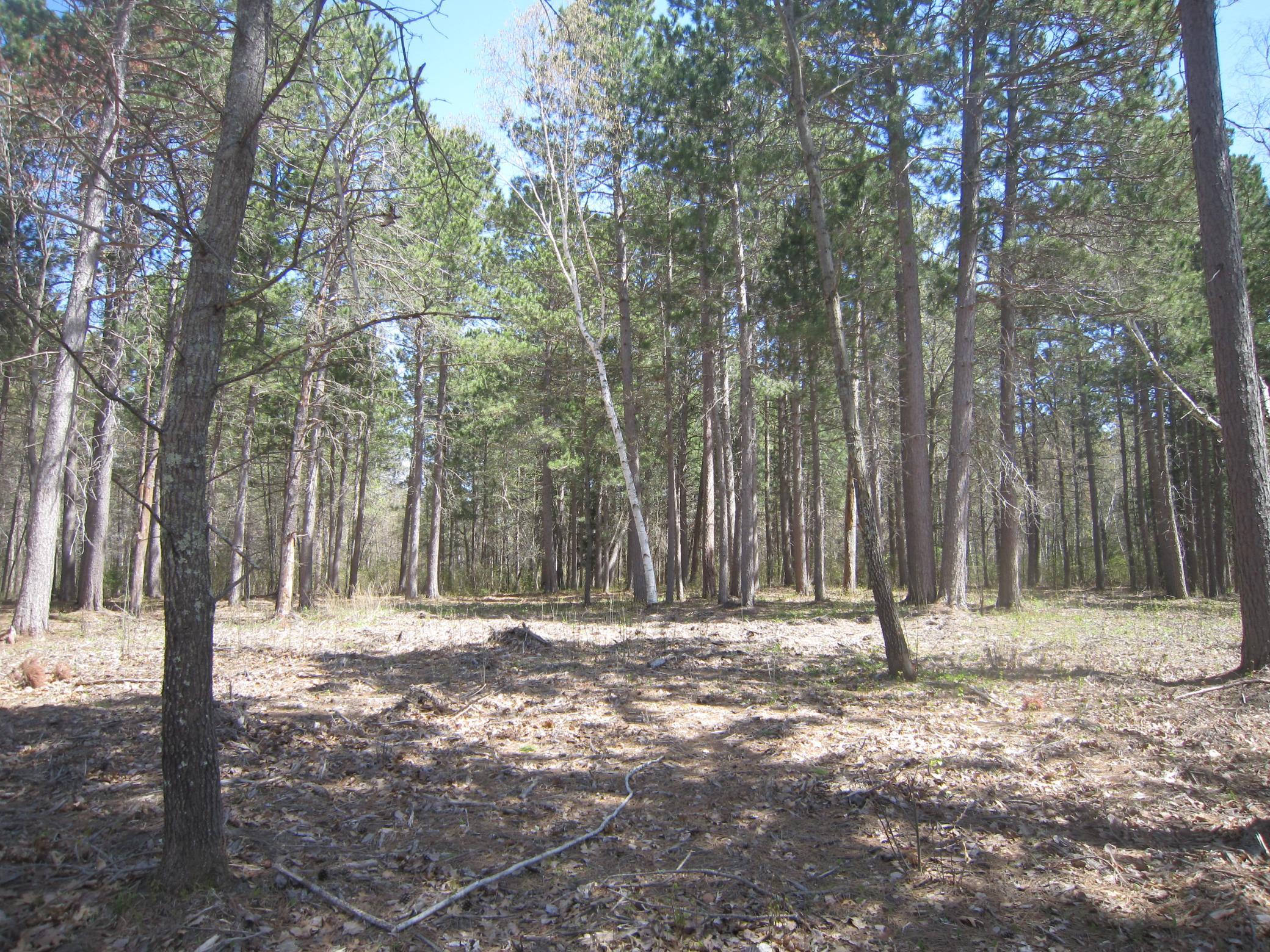 Lot 6 Pike Bay Loop NW, Cass Lake MN 56633 - Photo 6 of 25